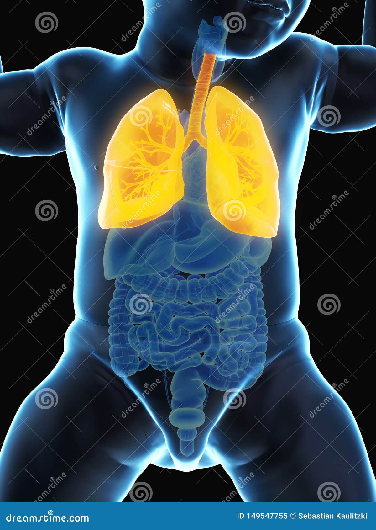 A babys lung stock illustration. Illustration of baby 149547755