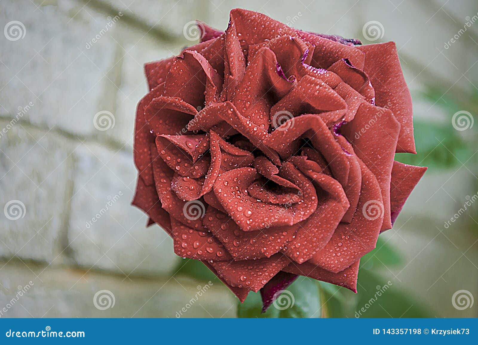 Baccara De Noir De Rose - Fleur Très Parfumée Photo stock - Image du  floral, jardin: 143357198