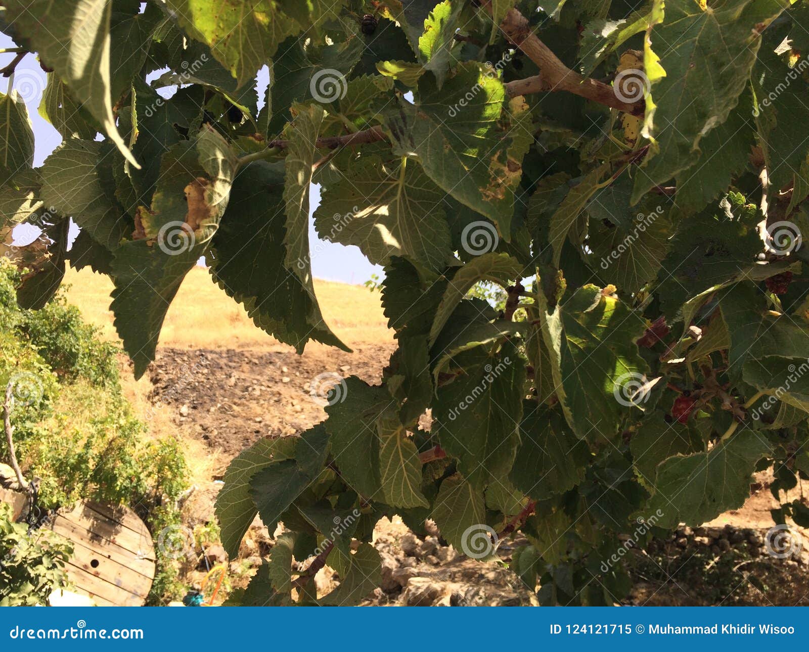 Baccate tree stock image. Image of young, black, nature - 124121715