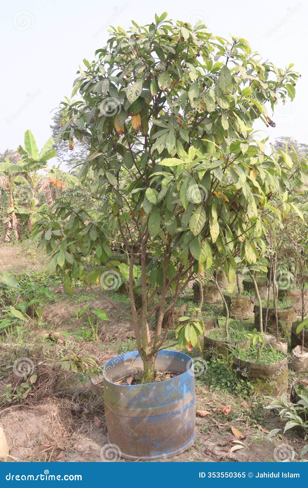 baccaurea motleyana tree on farm