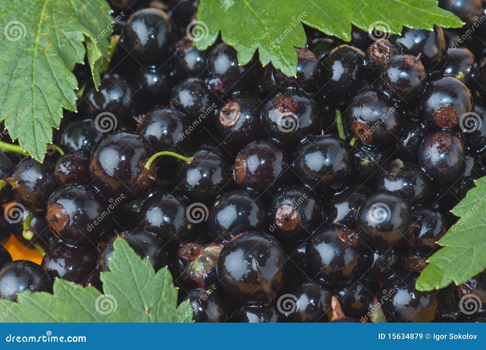 Bacche Succose Del Ribes Nero, Rosso, Bianco Su Un Ramo Con Le Foglie Isolate Fondo Per Imballare 146461582 - Foto 6