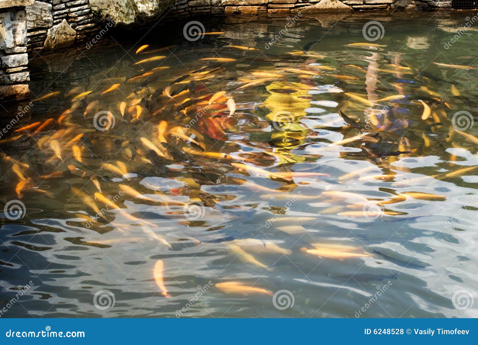 Bachforelle im Teich stockfoto. Bild von unterwasser, teich 6248528