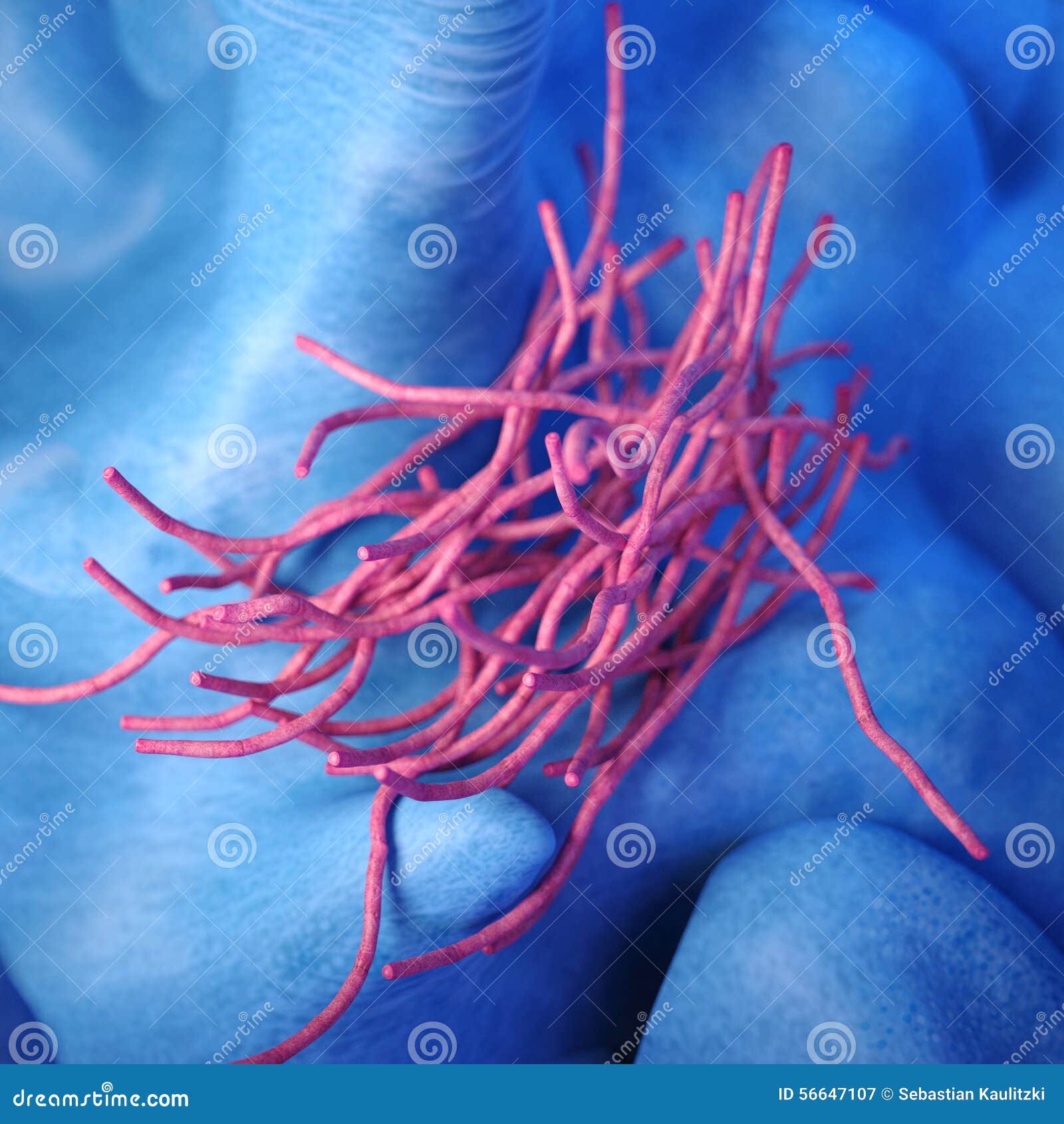 the bacillus anthracis - close up