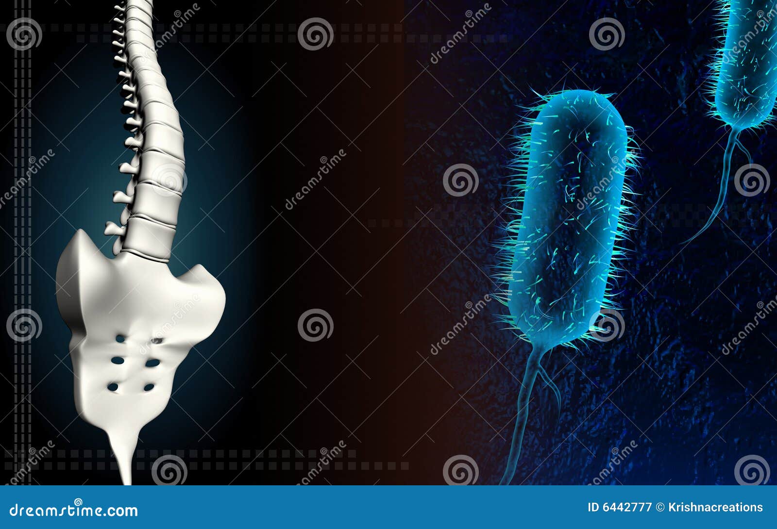 bacillus bacteria in blue and backbone