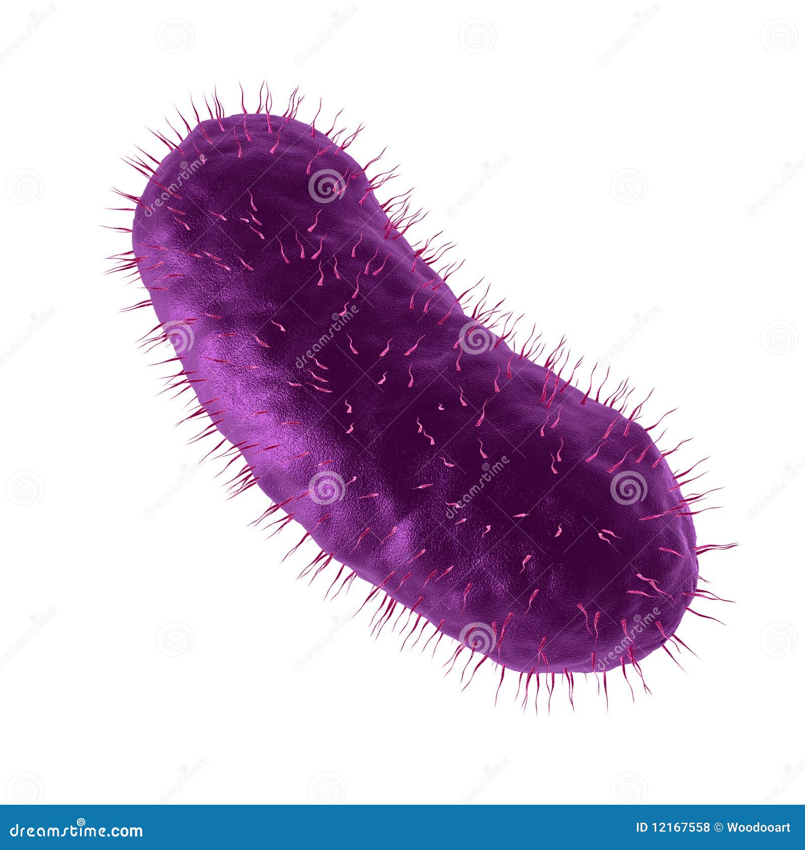 bacillus bacteria c with clipping path