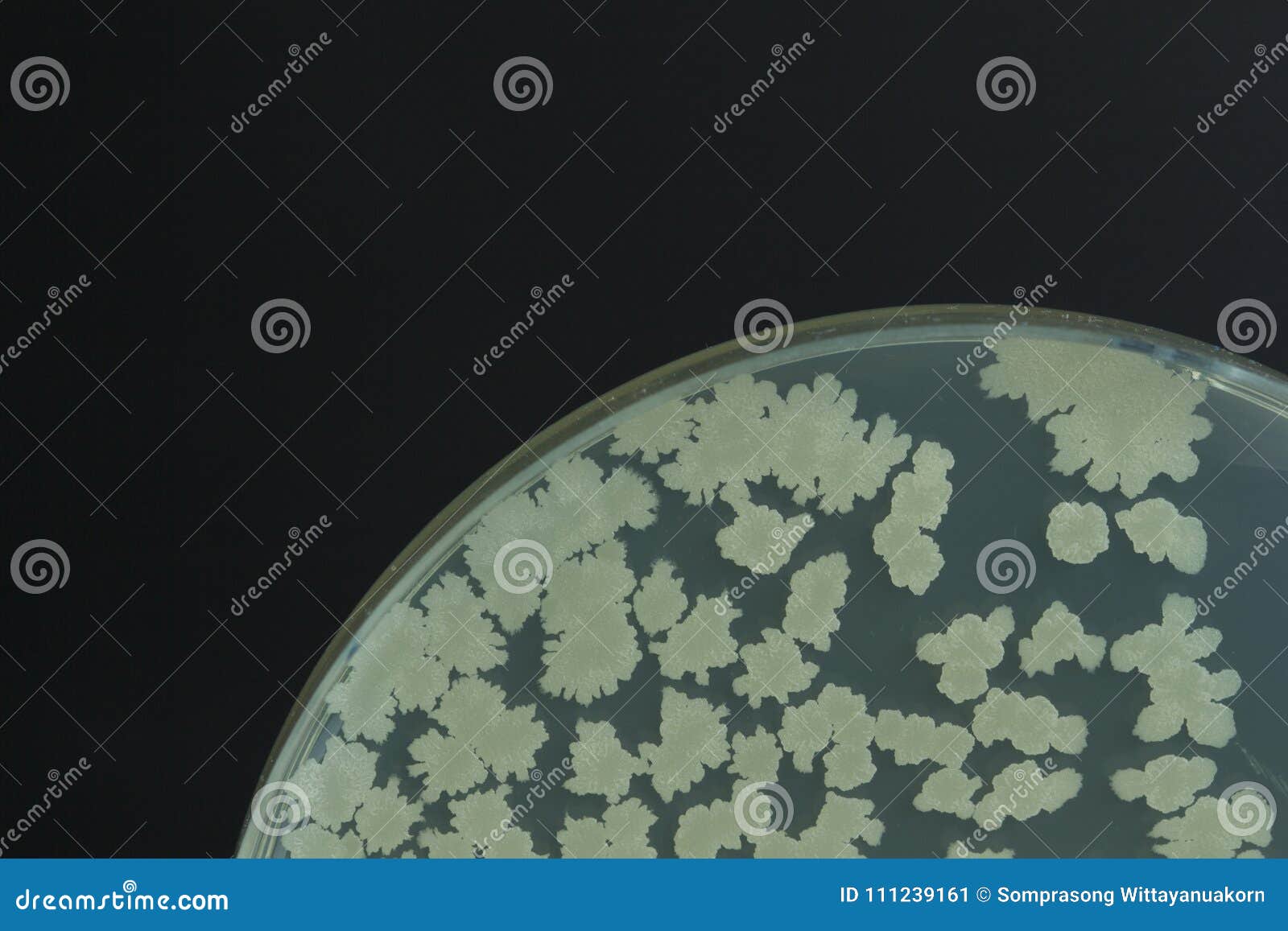 Bacillus Sp. on TSA Agar Plate . Colony Bacteria on Agar Plate Stock