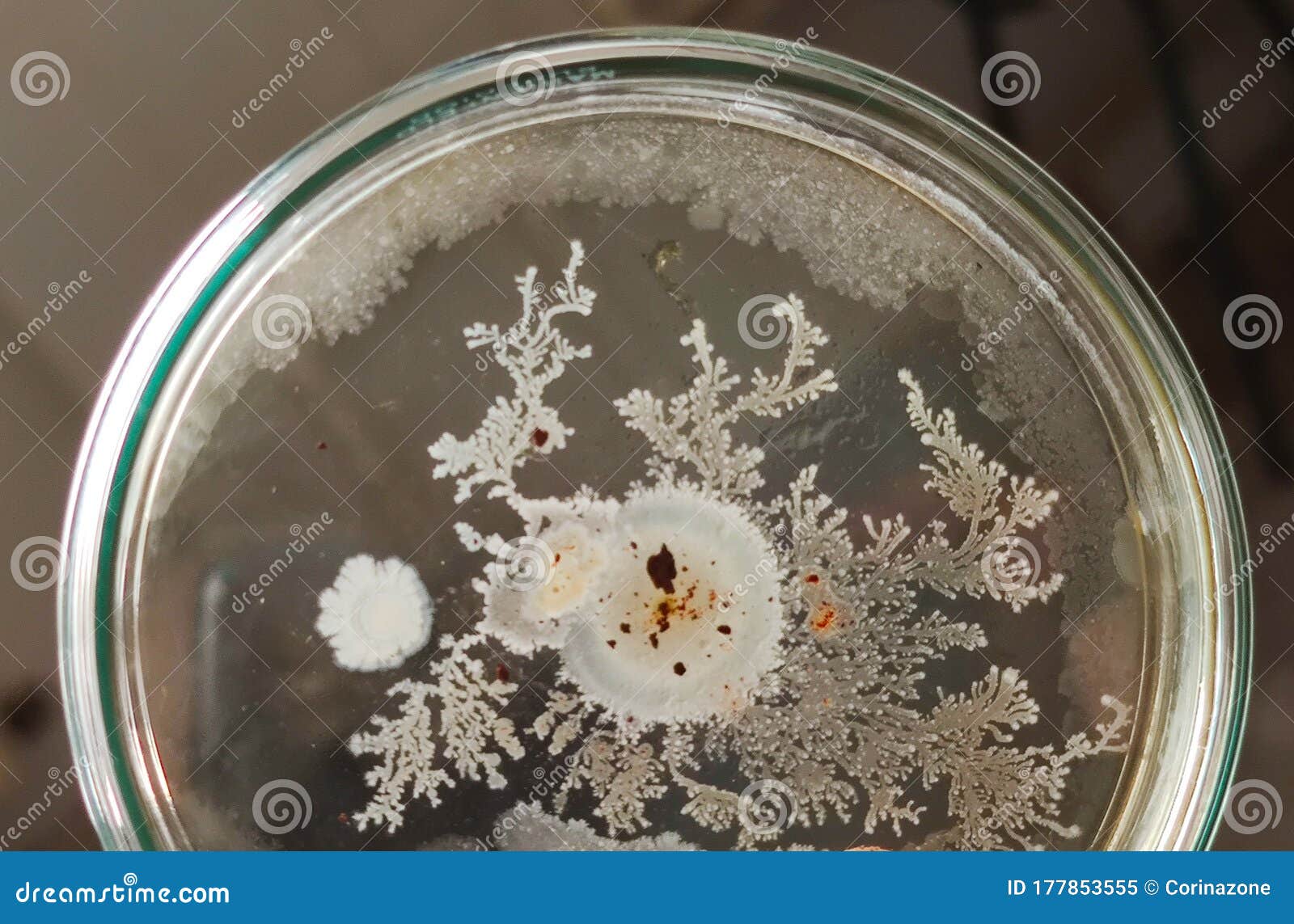 Bacillus Subtilis Colonies On Saboraud Dextrose Agar Medium Stock Image