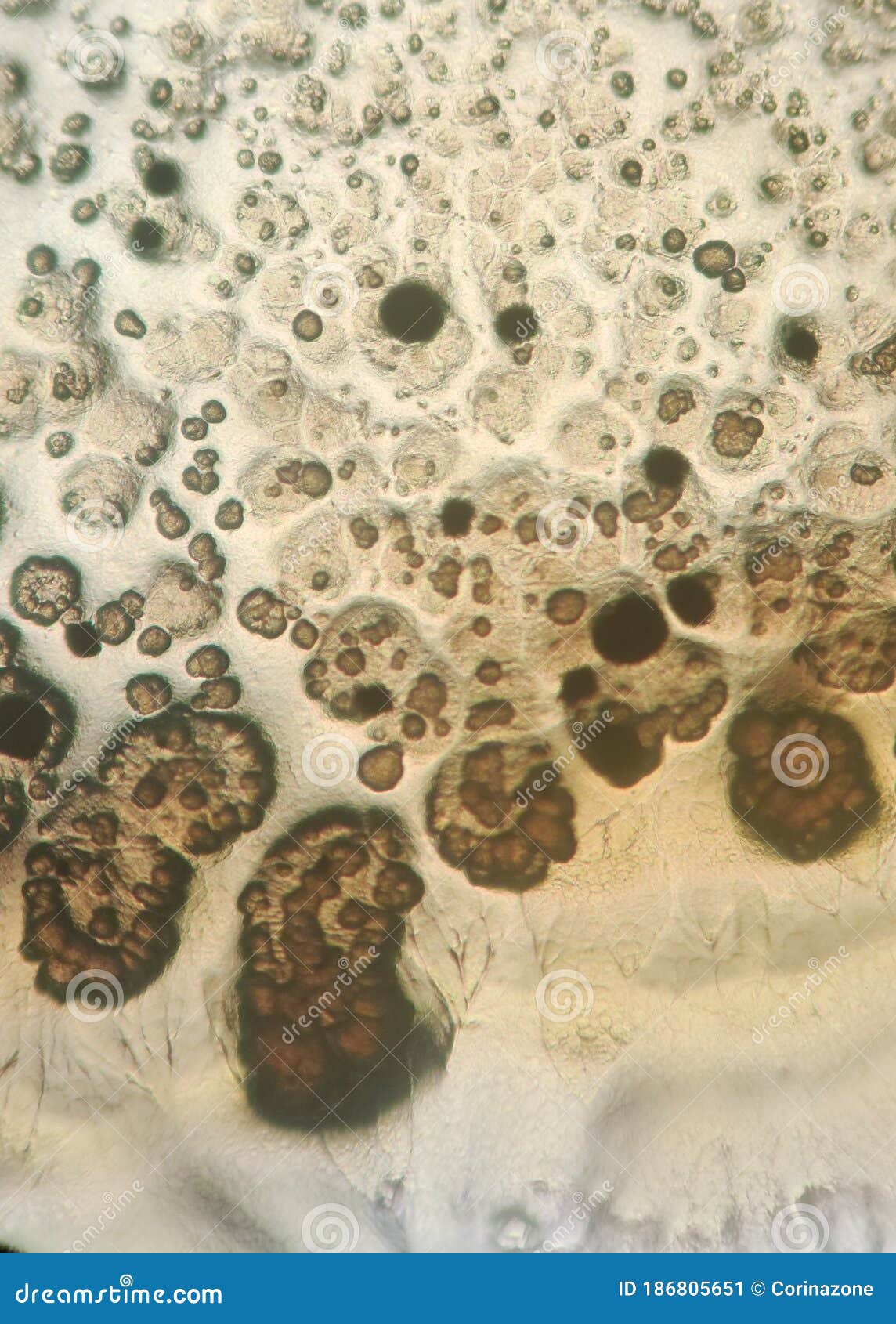 Bacillus Subtilis Growing on Nutrient Agar Medium Under the Microcope
