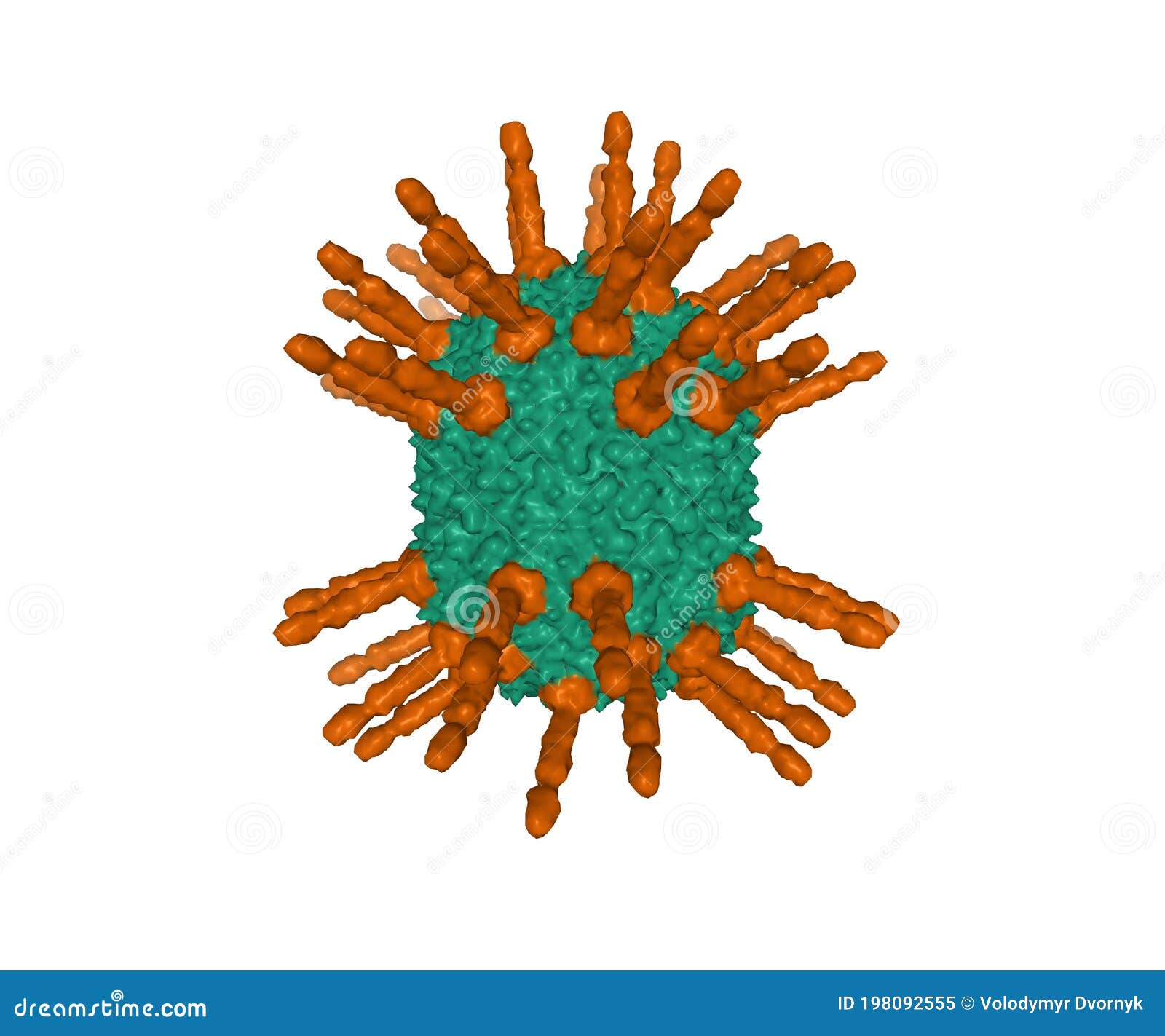 structure of the head of bacteriophage phi29