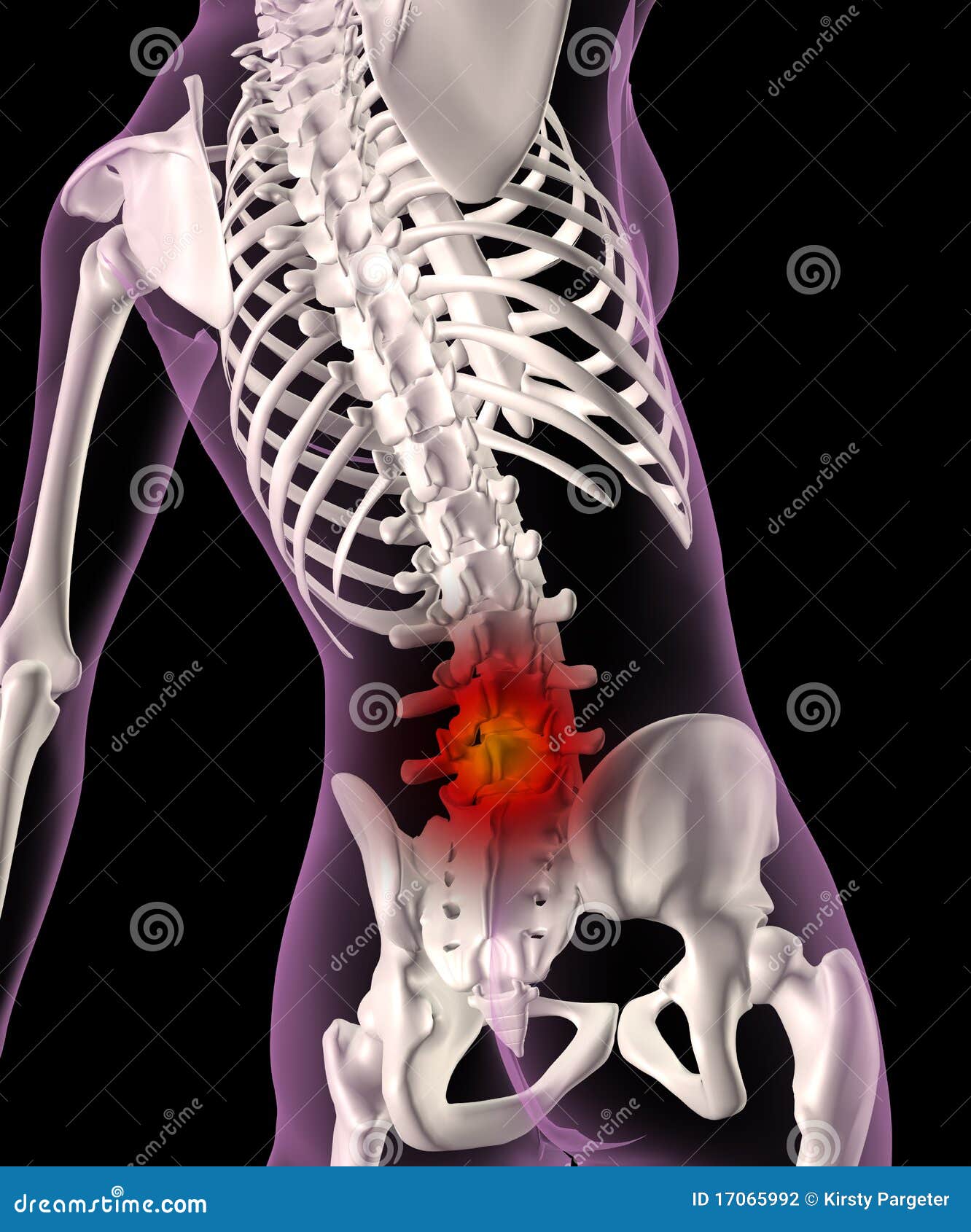 Bones Of Female Back The Female Skeleton Stock Illustration