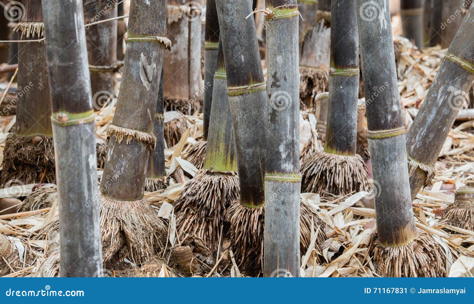 Back bamboo stock image. Image of climate, feng, east 71167831