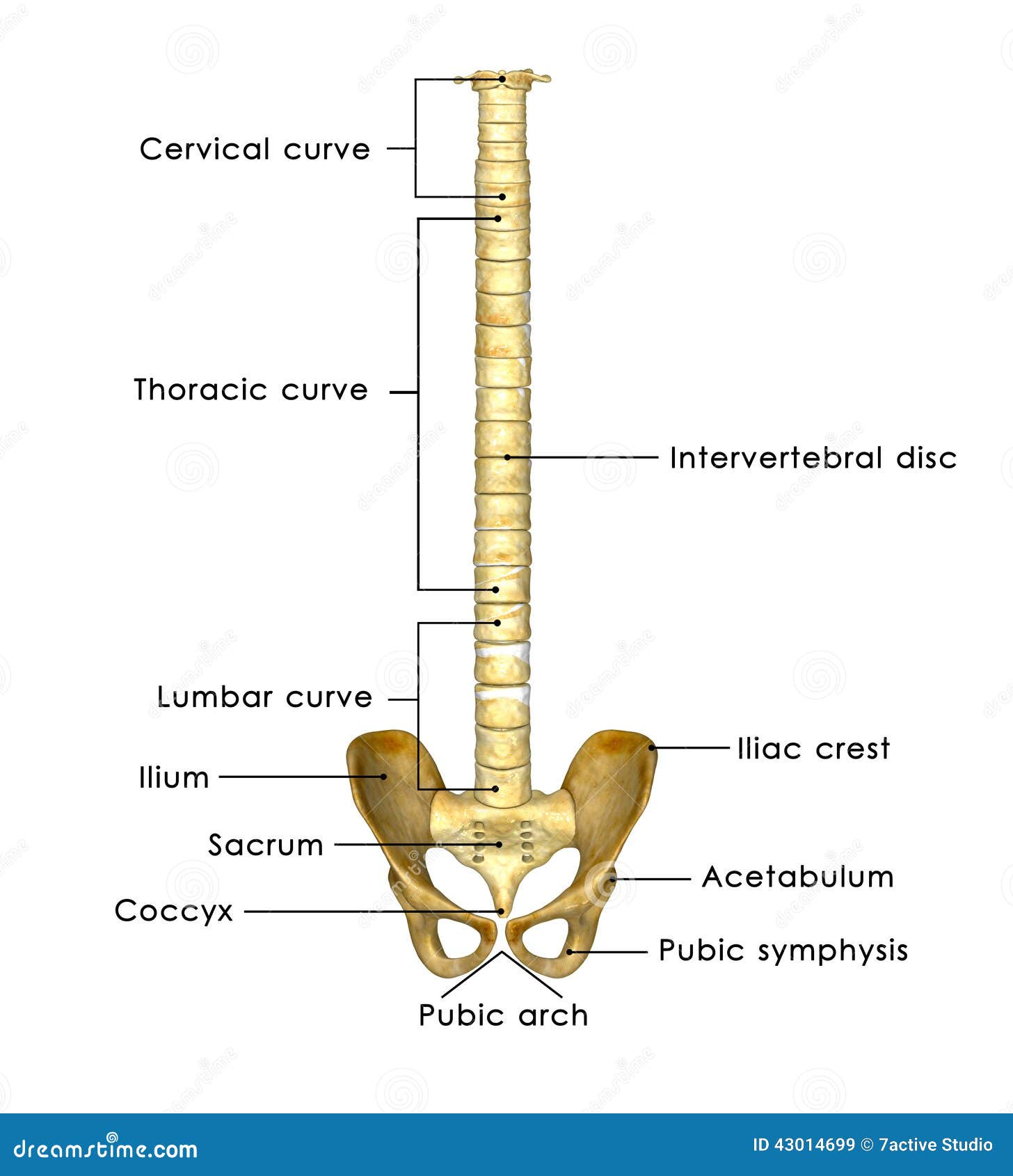 Female Abdominal Organs With Skeleton Stock Image | CartoonDealer.com