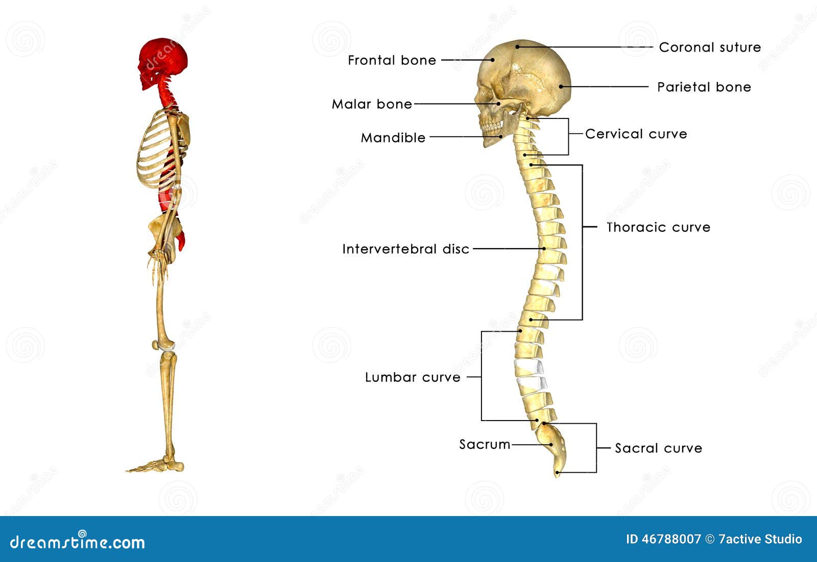 Back Bone With Skull Side View Stock Illustration - Illustration: 46788007