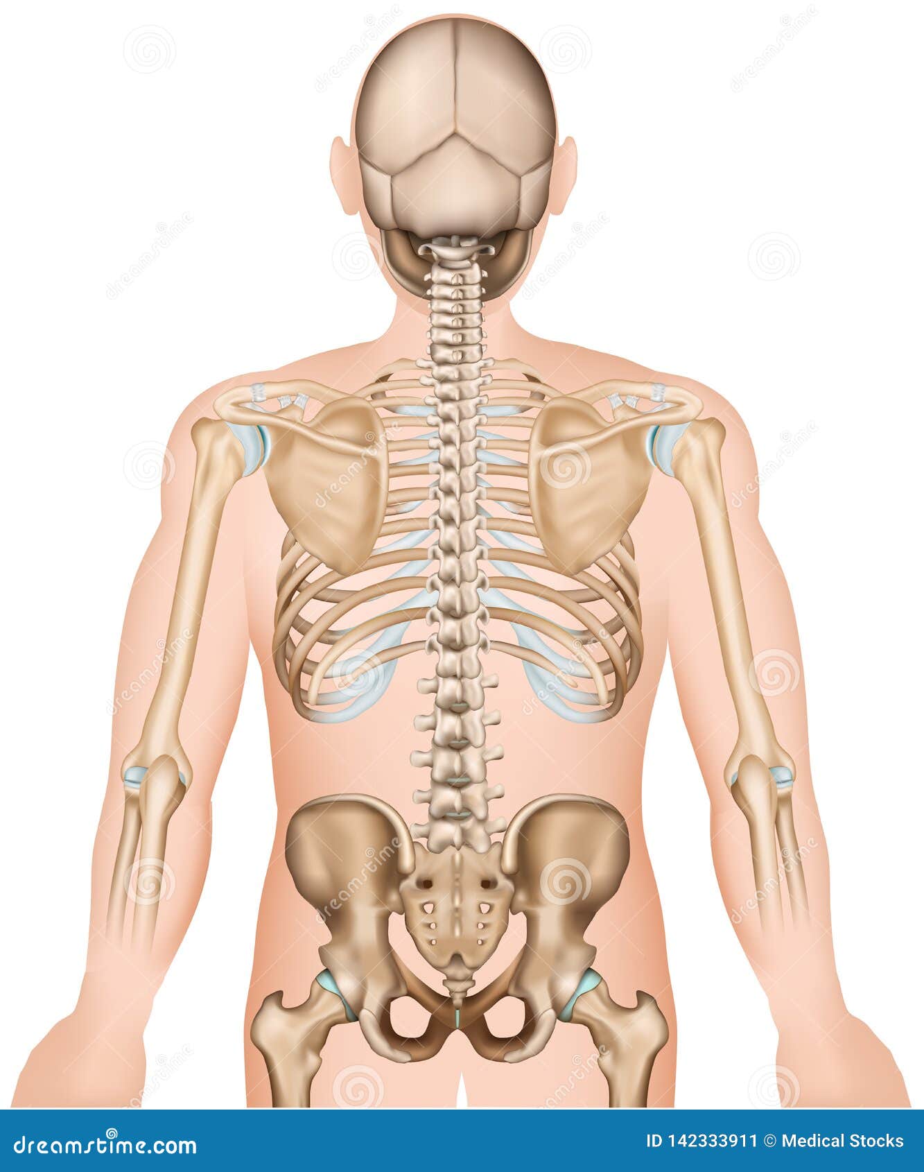Back Bones Ribs And Hip 3d Medical Vector Illustration Stock Vector Illustration Of Orthopedic Bones 142333911