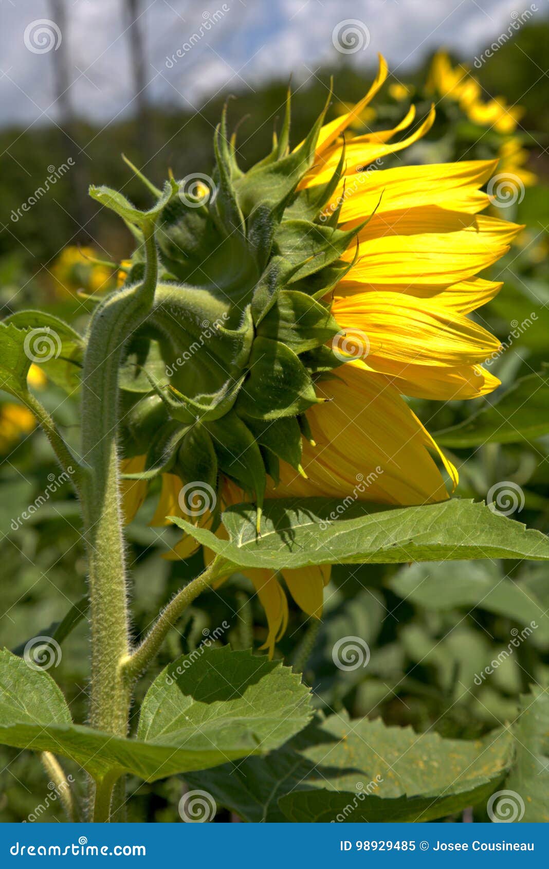 Back of a giant sunflowers stock image. Image of green 98929485