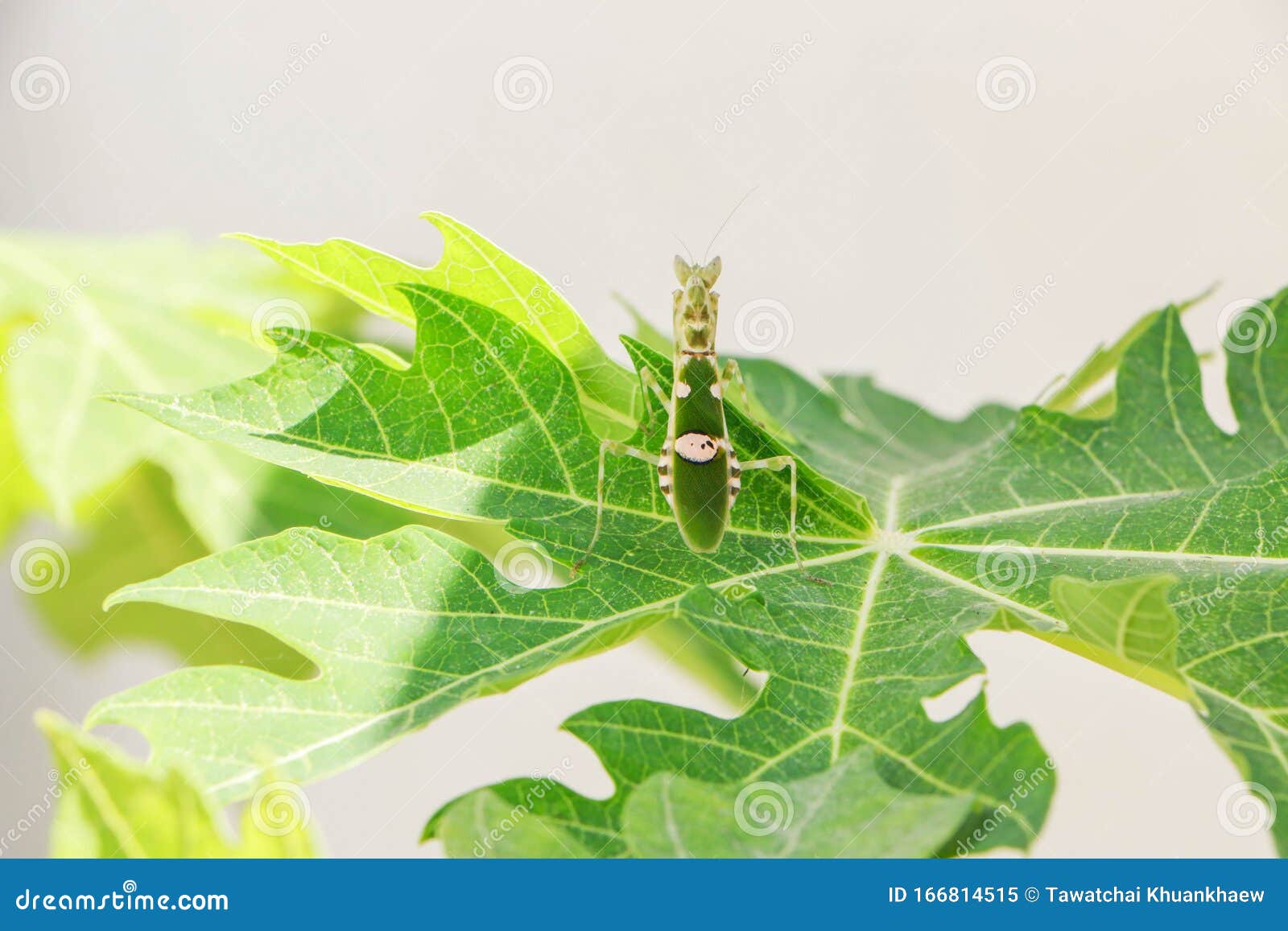 The Back of a that is Perched on the Leaves of the Papaya