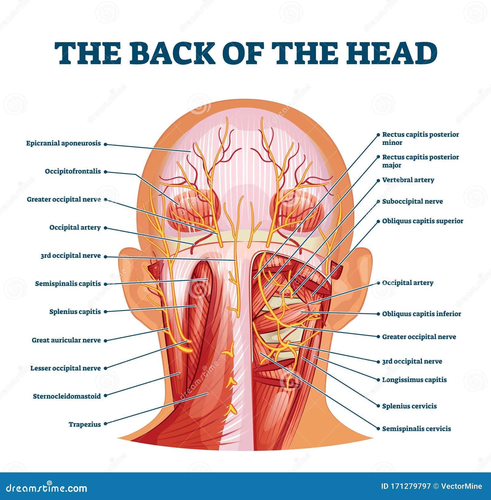 skull anatomy back