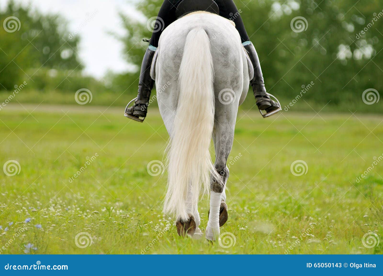 Back of Horse and Rider Detail Outdoors Stock Image Image of detail