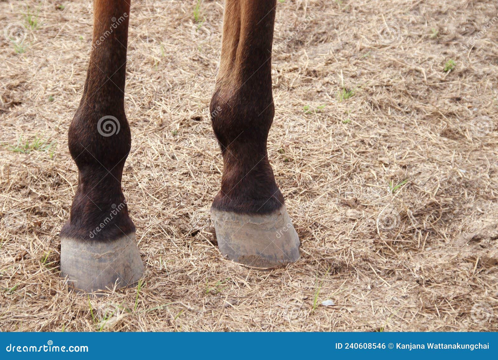 Legs and feet of horse stock photo. Image of natural 240608546