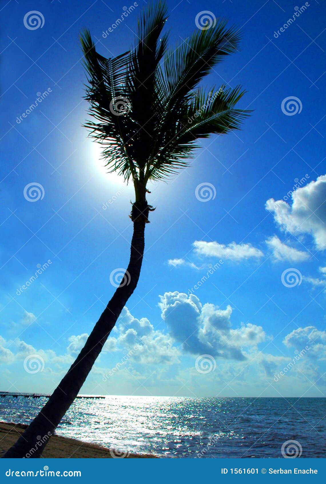back lit palm tree