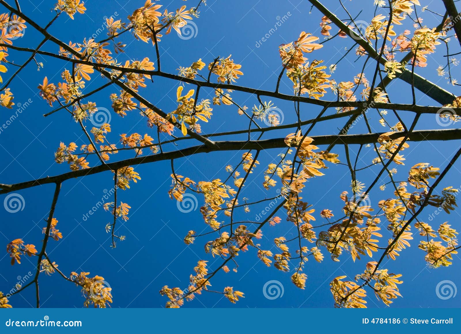 Back Lit Tree Branches Stock Photo Image Of Back Twigs 4784186