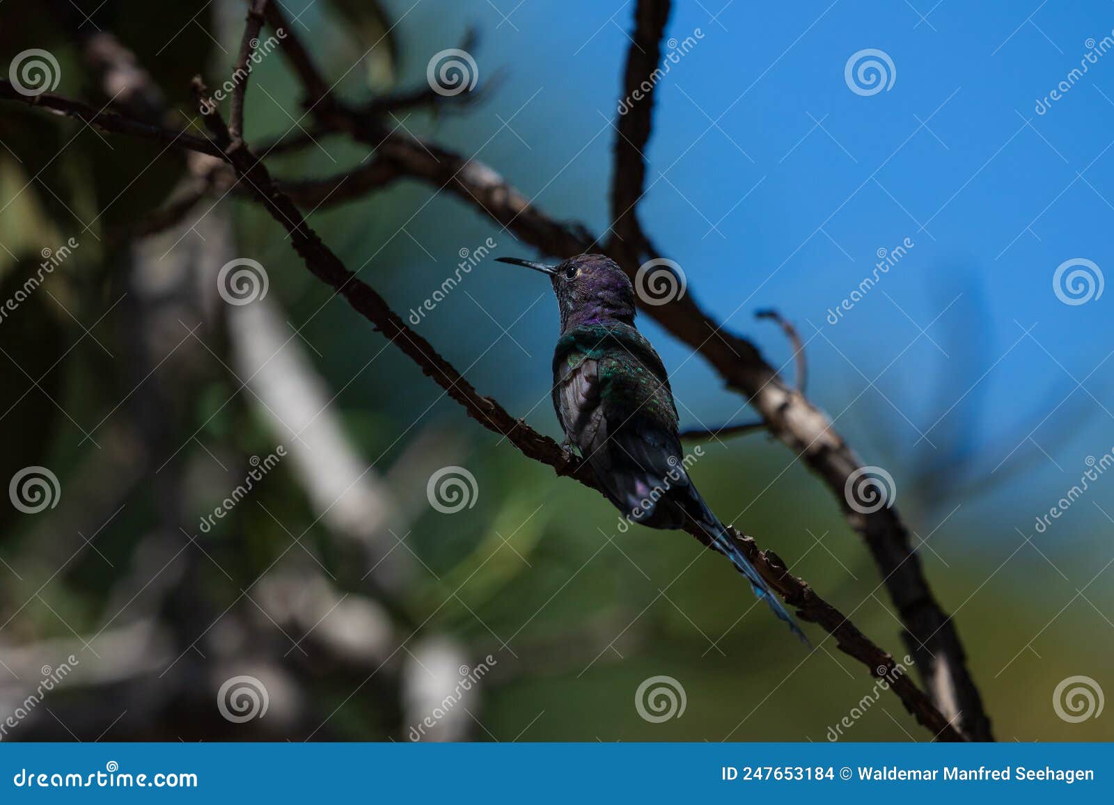 back of a metallic colors hummingbird,  swallow-tailed eupetomena macroura