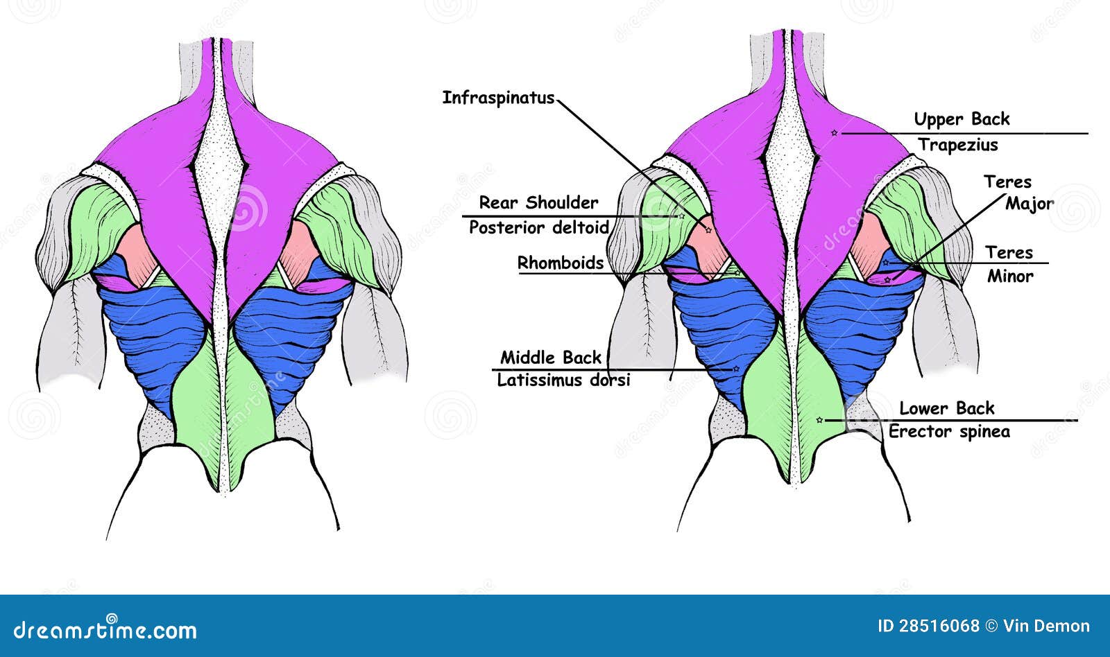 Back Muscles Stock Illustration Illustration Of Strain 28516068