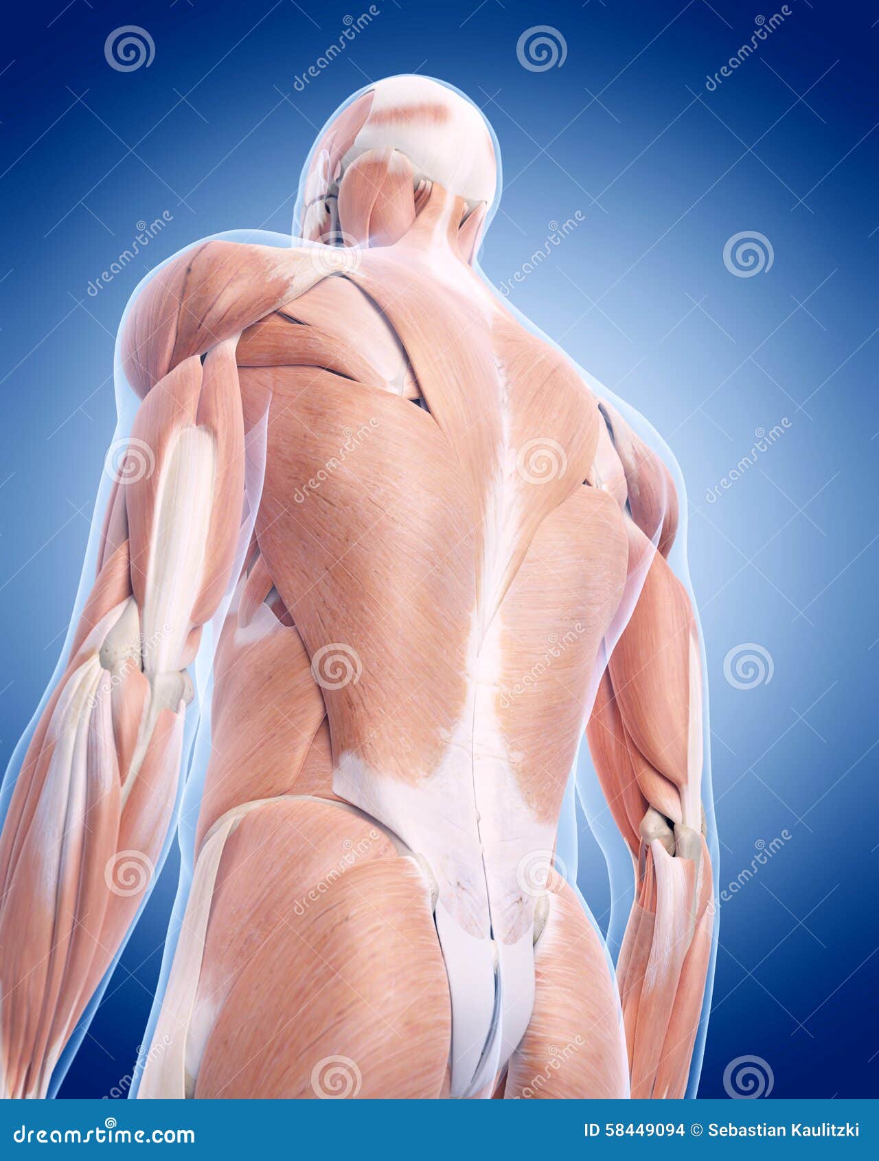 The back muscles stock illustration. Illustration of muscle 58449094