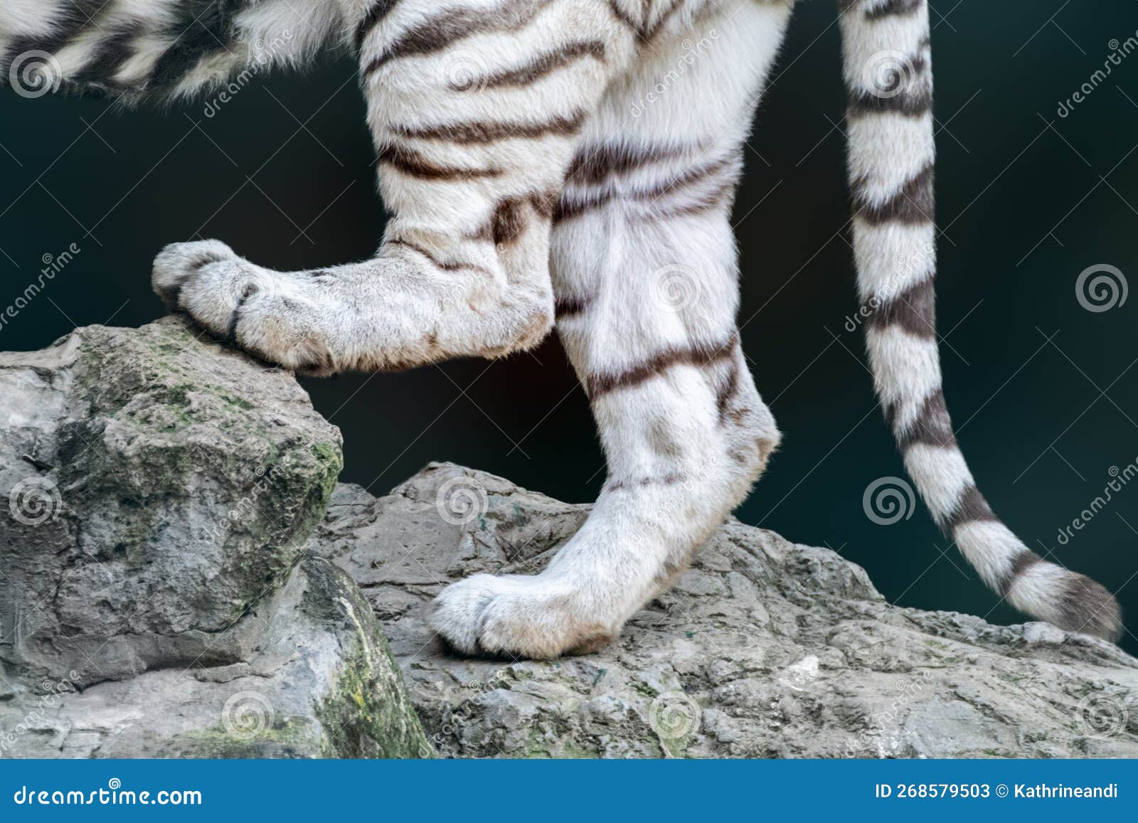 Back Paws Legs of a White Tiger Standing on Rock Stock Image - Image of  wild, male: 268579503
