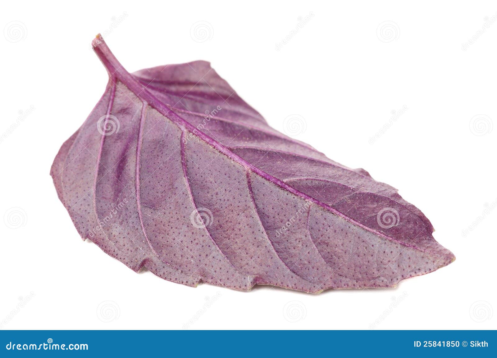 Back of Purple Basil Leaf stock photo. Image of basil 25841850