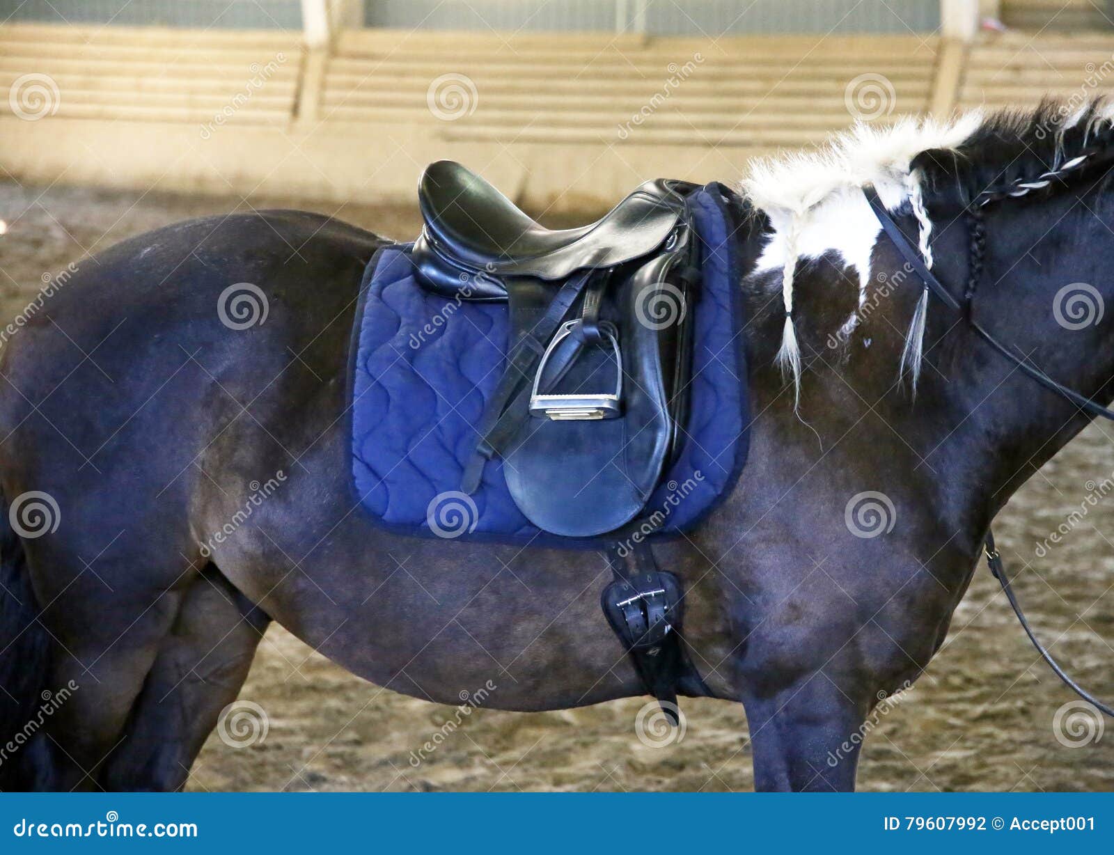 Back of Saddled Stallion with Stirrups Stock Photo Image of foal