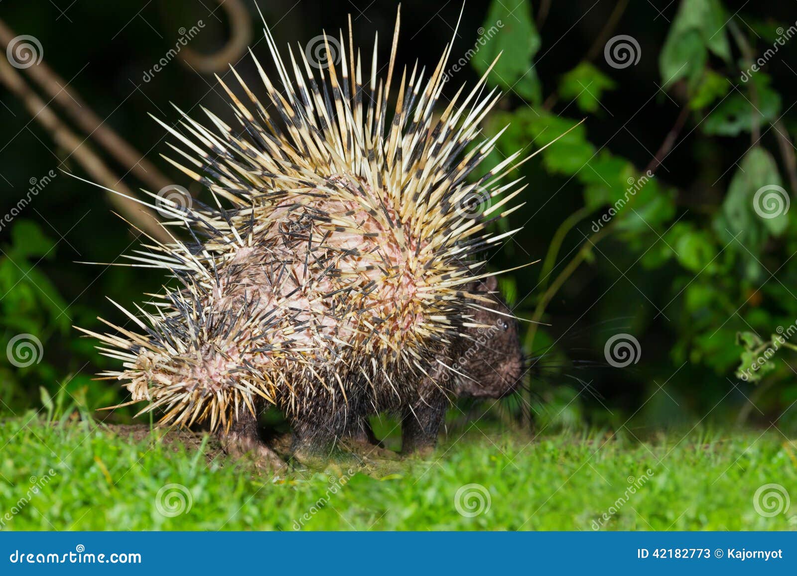 Back Side of Nocturnal Animals Malayan Porcupinea Stock Image - Image of  large, macrourus: 42182773