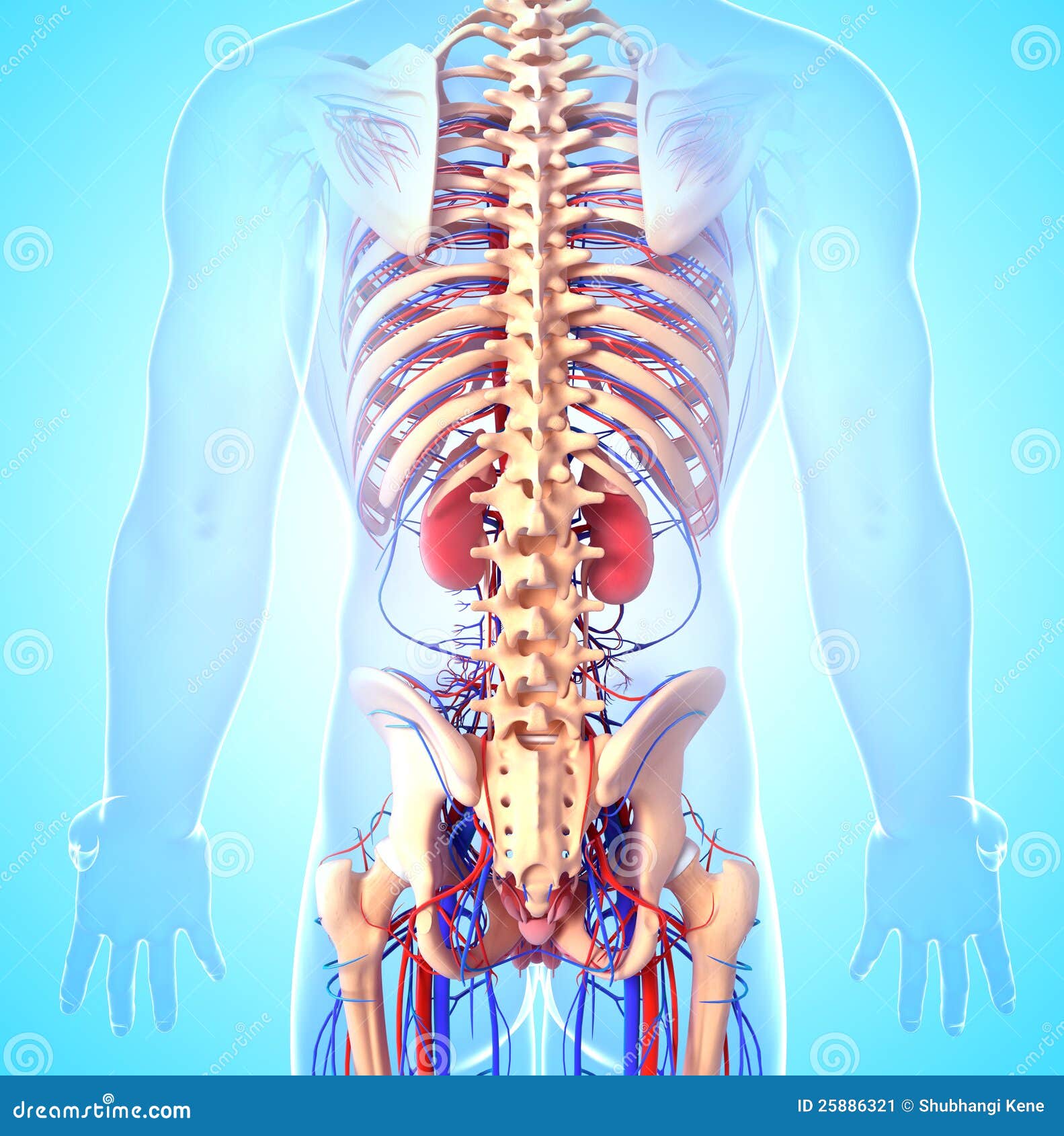 Back Side View Of Male Skeleton With Kidneys Stock Image - Image: 25886321