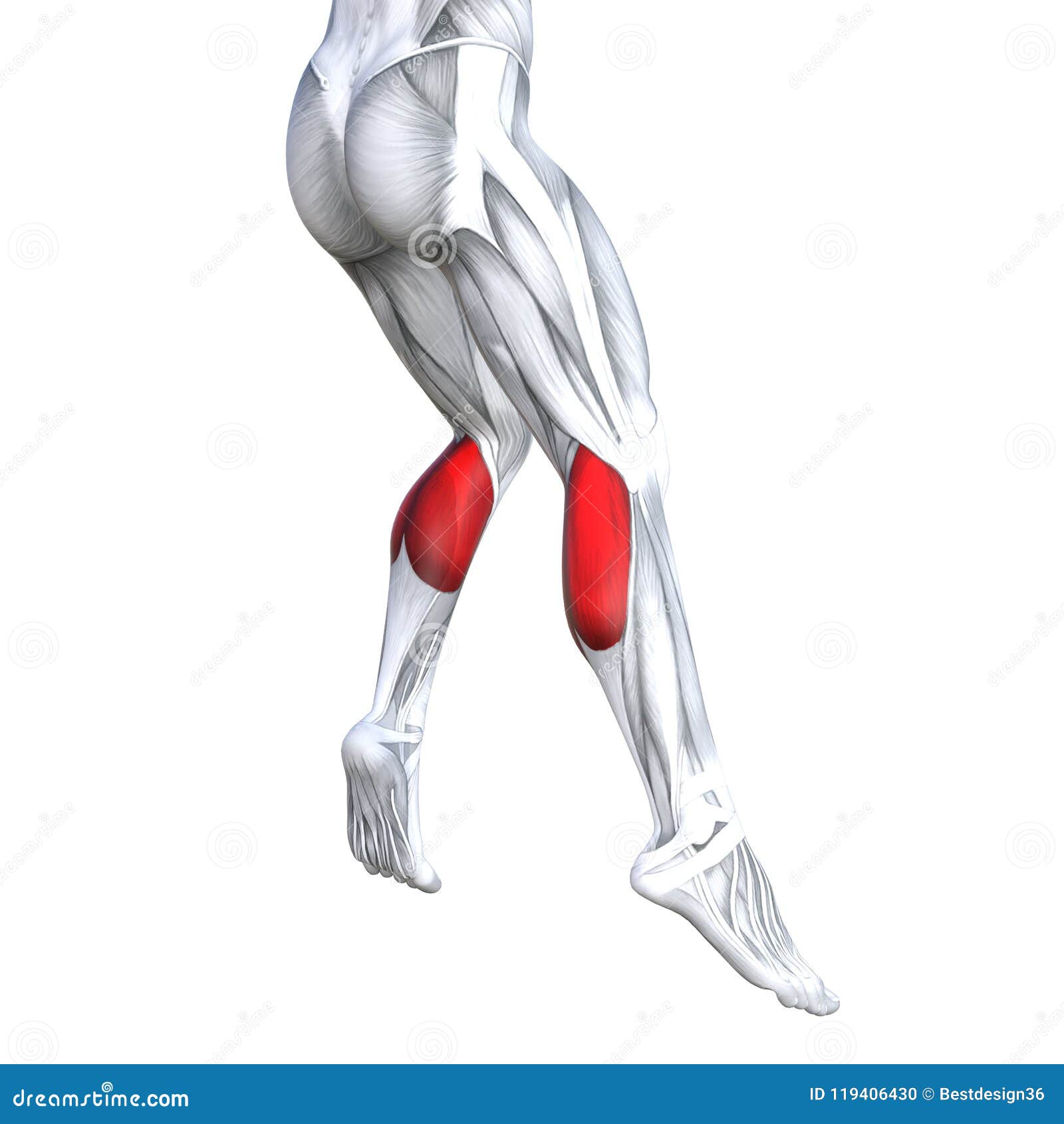 Back Upper Leg Human Anatomy Stock Illustration - Illustration of