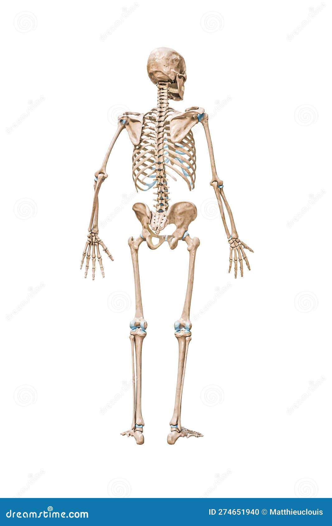 blank skeletal system