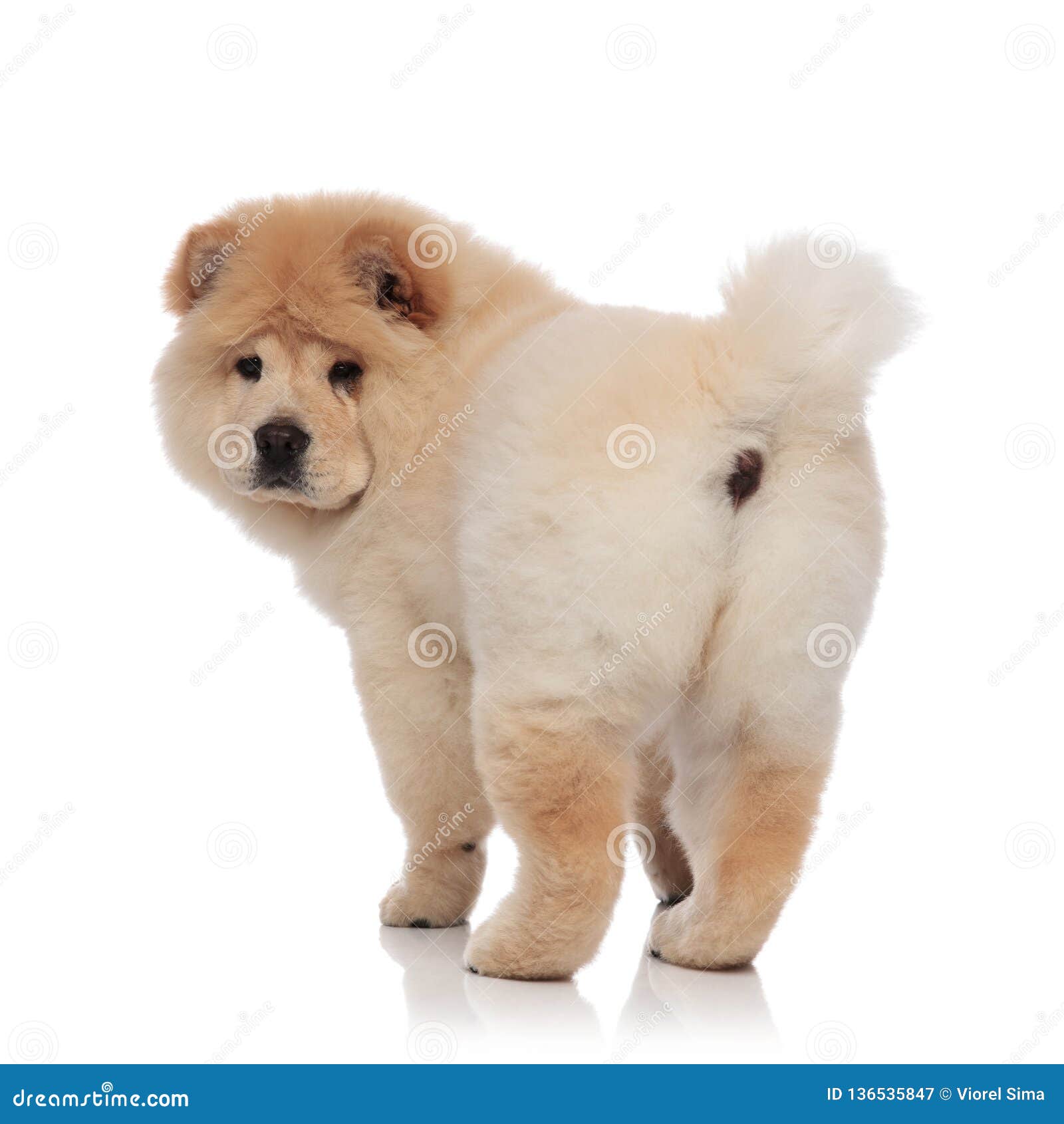white chow chow
