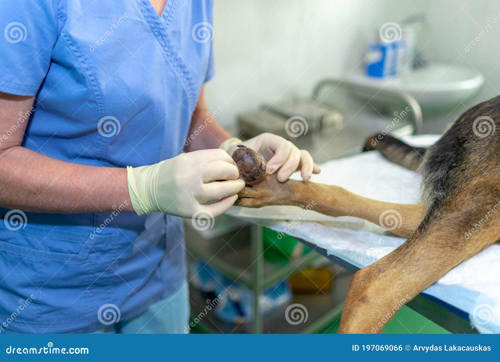 Back View Big Tumor on the Leg of a Dog German Shepherd Stock Photo