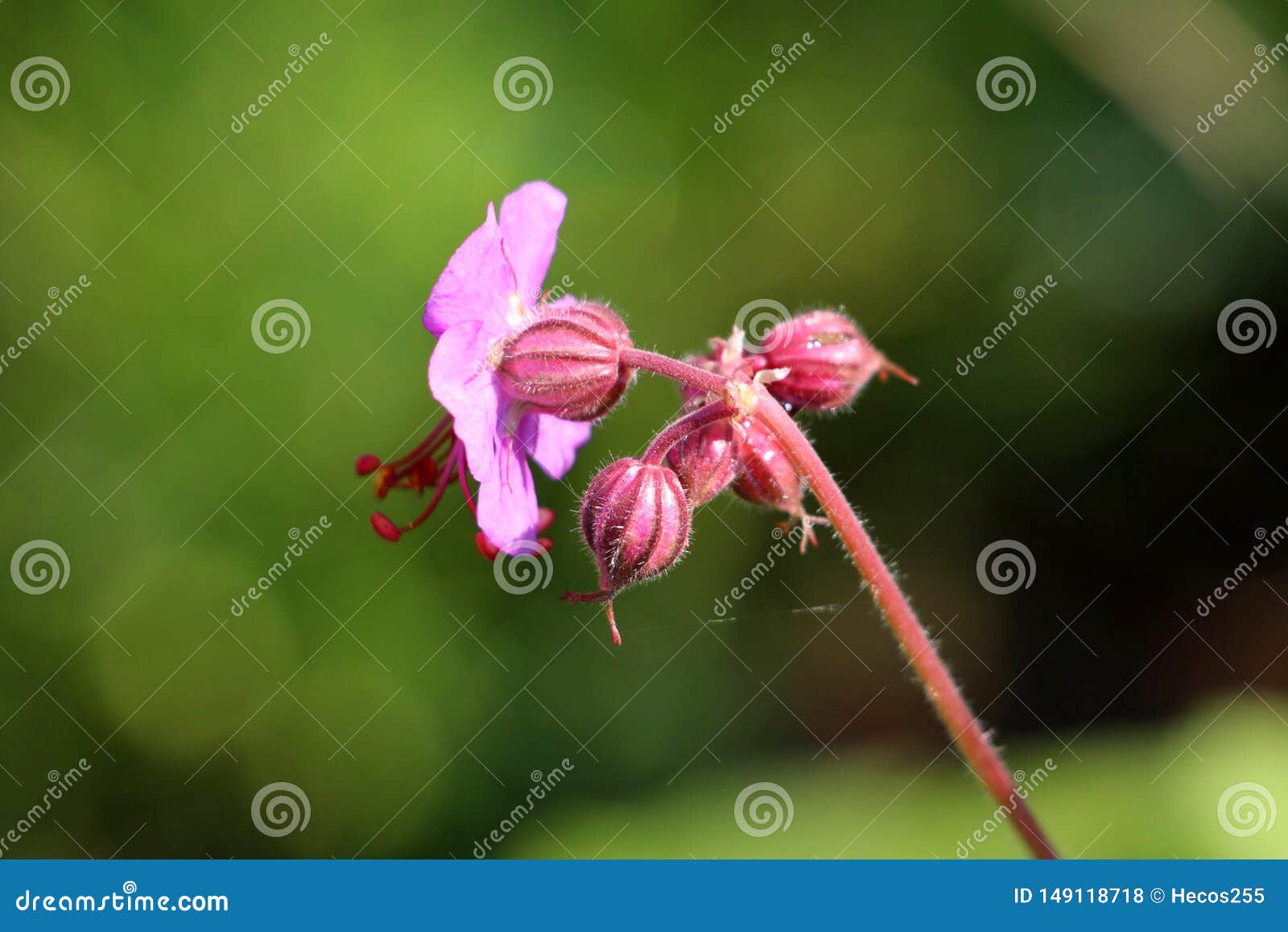 Back View Of Bigroot Geranium Or Geranium Macrorrhizum Ornamental Flowering Plant With Pink To Magenta Open Flowers And Flower Stock Photo Image Of Magenta Bulgarian 149118718