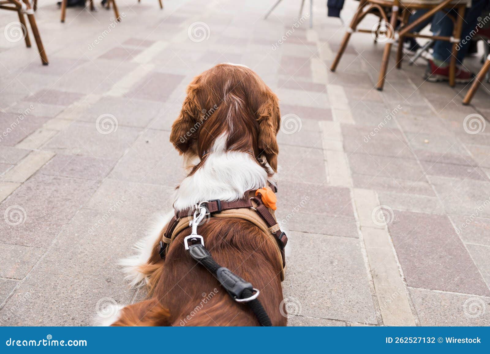 Back View of a Brown Cocker Spaniel Dog Walking Outside with a Leash