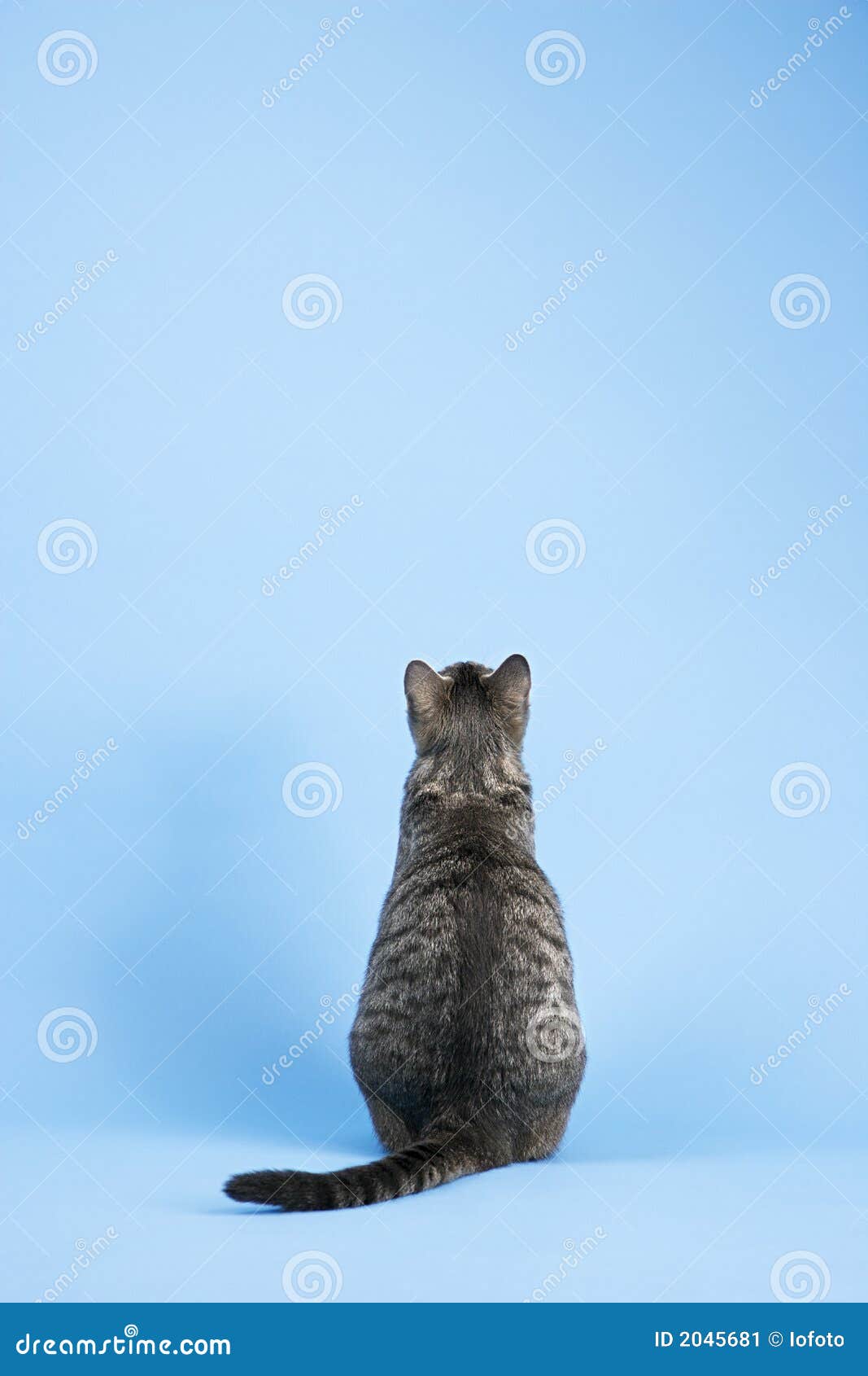 Back View Of Cat. Stock Image - Image: 2045681