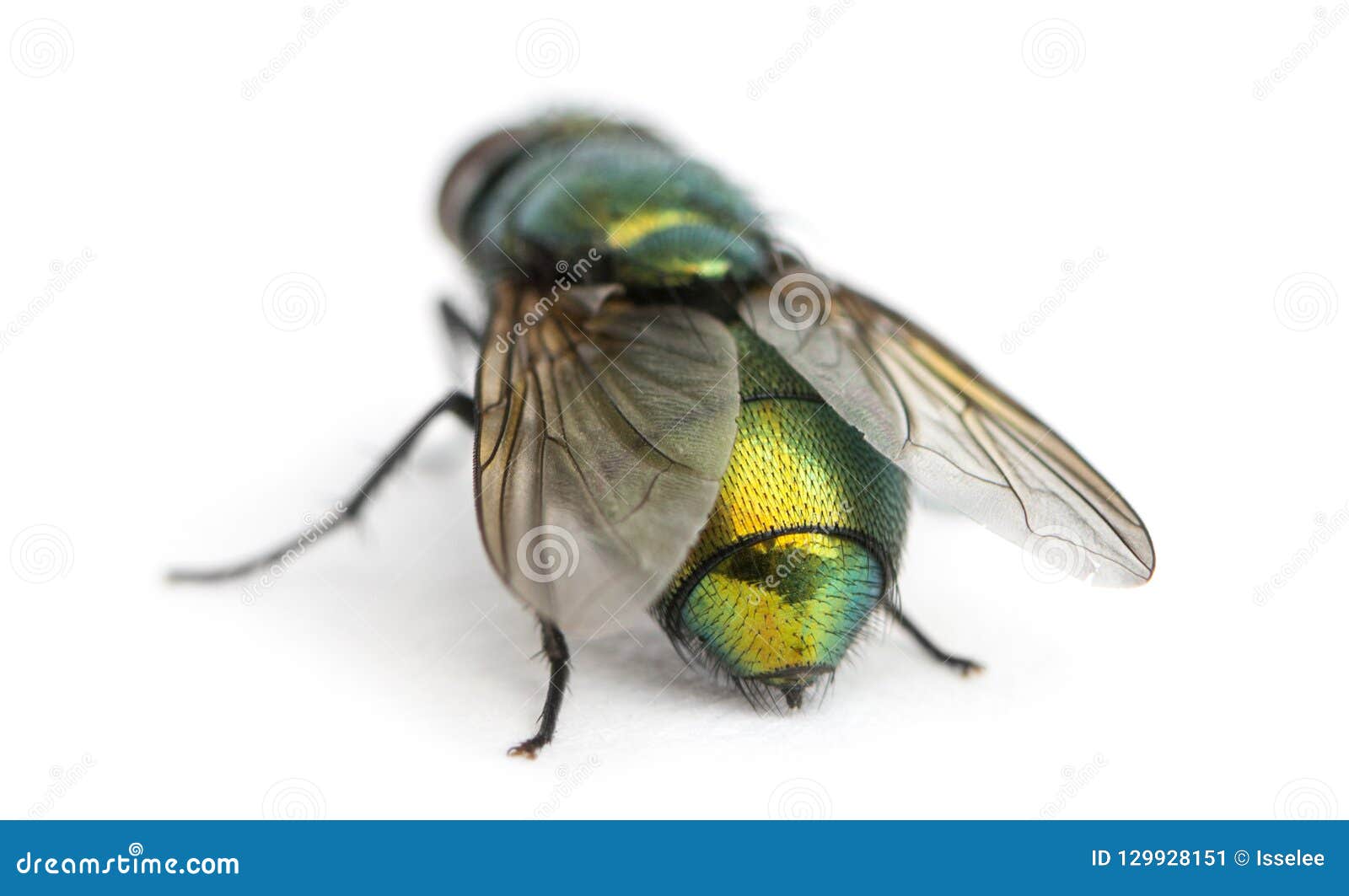Back View of a Common Green Bottle Fly, Phaenicia Sericata Stock Image Image of lucilia, shot