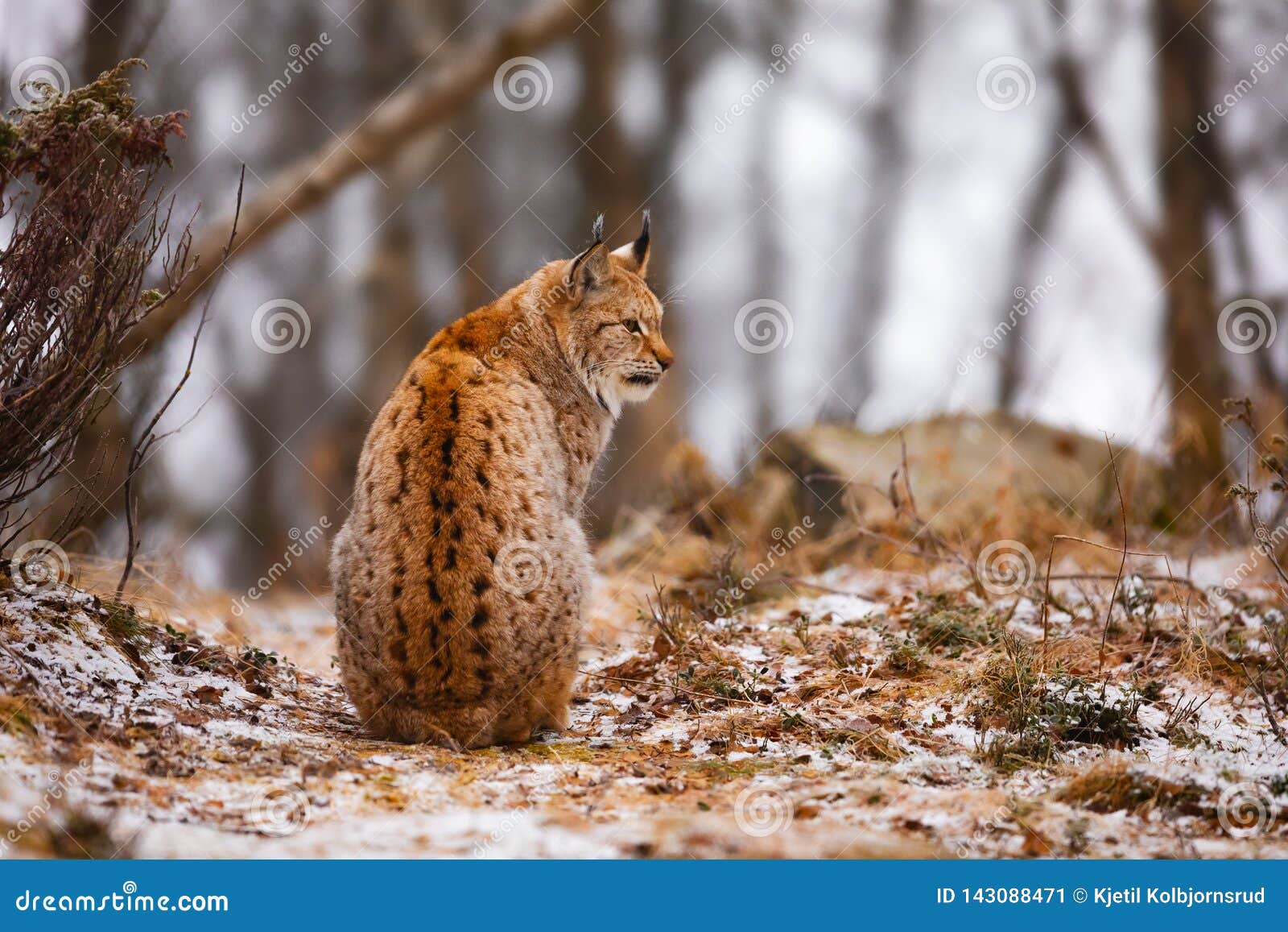 Back View of Eurasian Lynx Looking into the Forest in Winter Stock ...