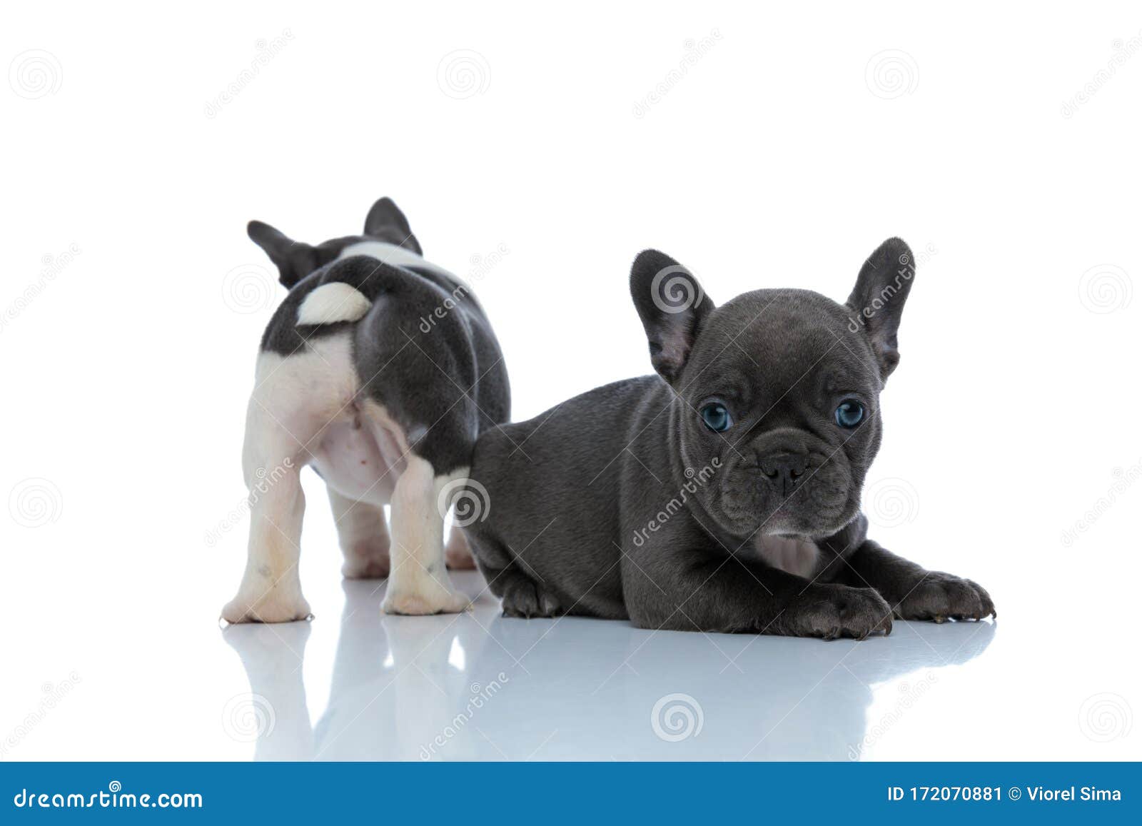 Back View of a French Bulldog Standing Behind His Brother Stock Image ...