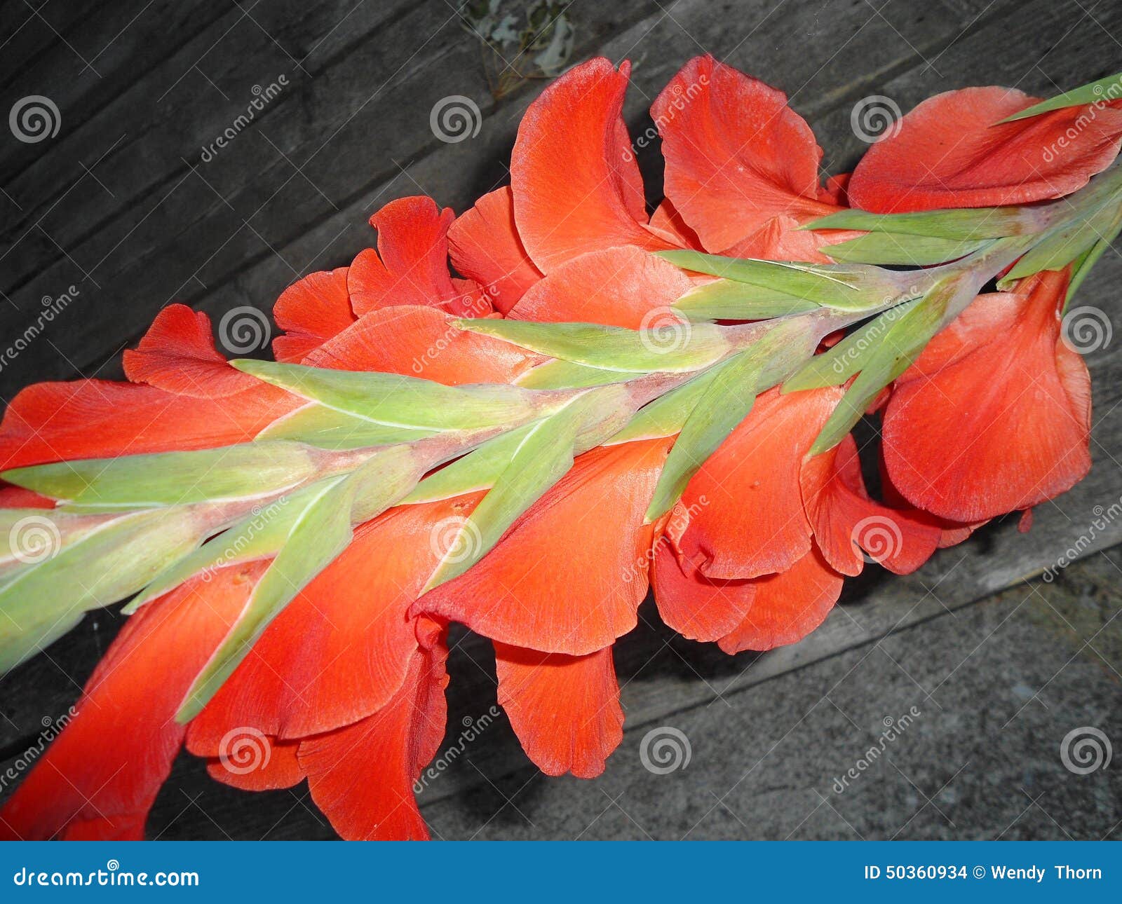 Back view Gladiola Flower stock photo. Image of bloom 50360934