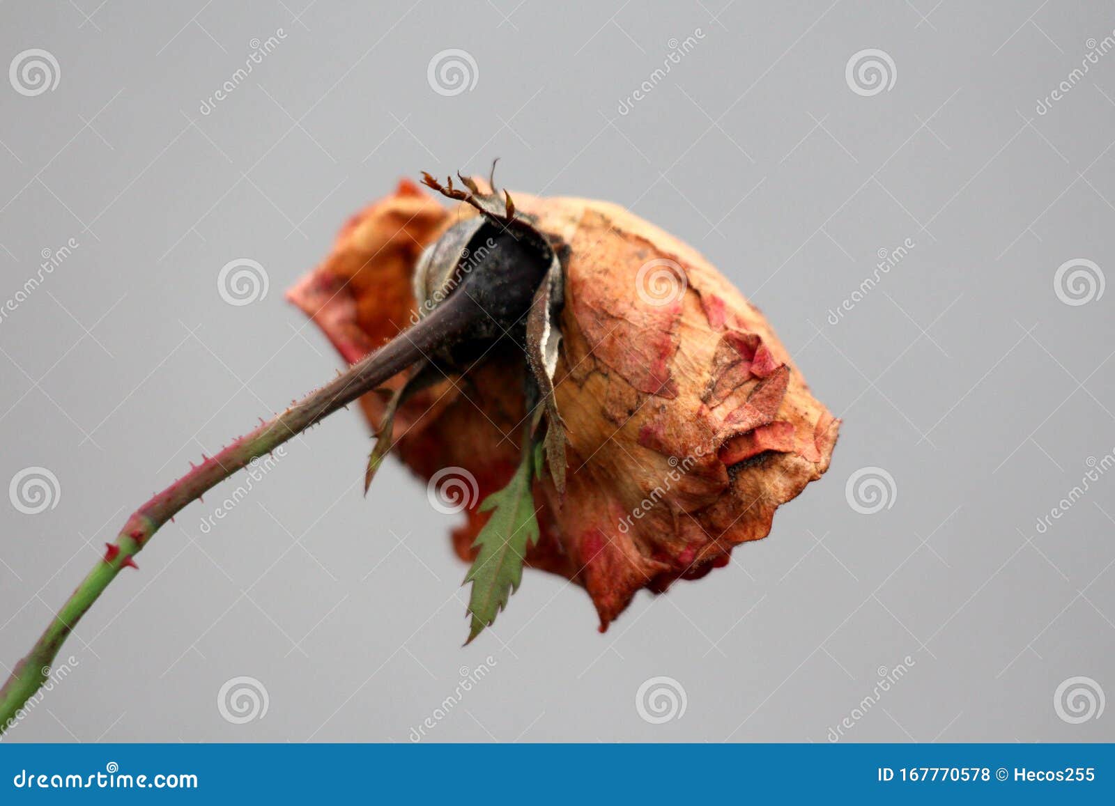 back view of large dark red layered rose with completely dry shriveled petals growing on thorn filled stem on dark grey wall back