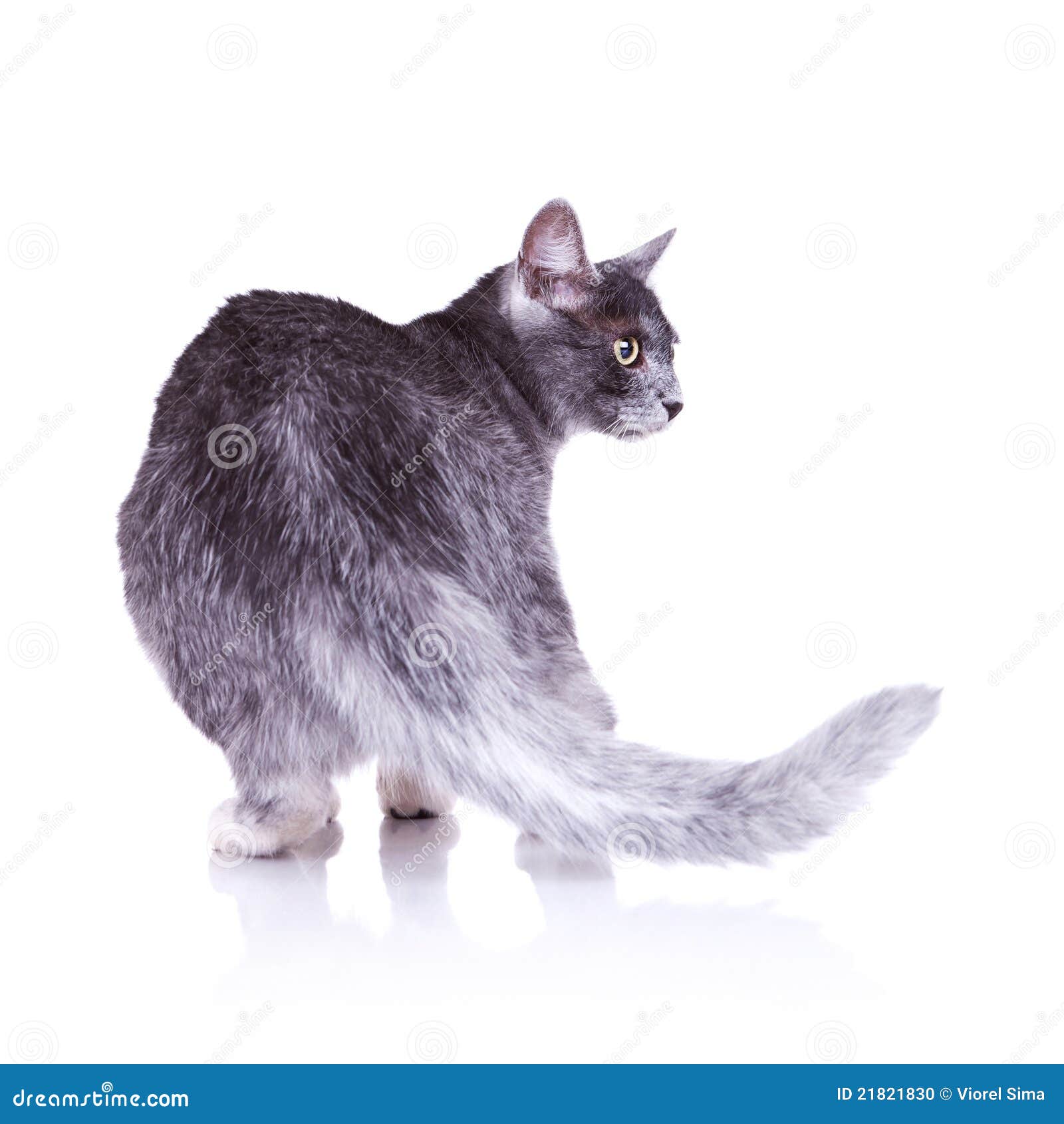 Back View of a Nice Gray Cat Stock Photo Image of portrait, short