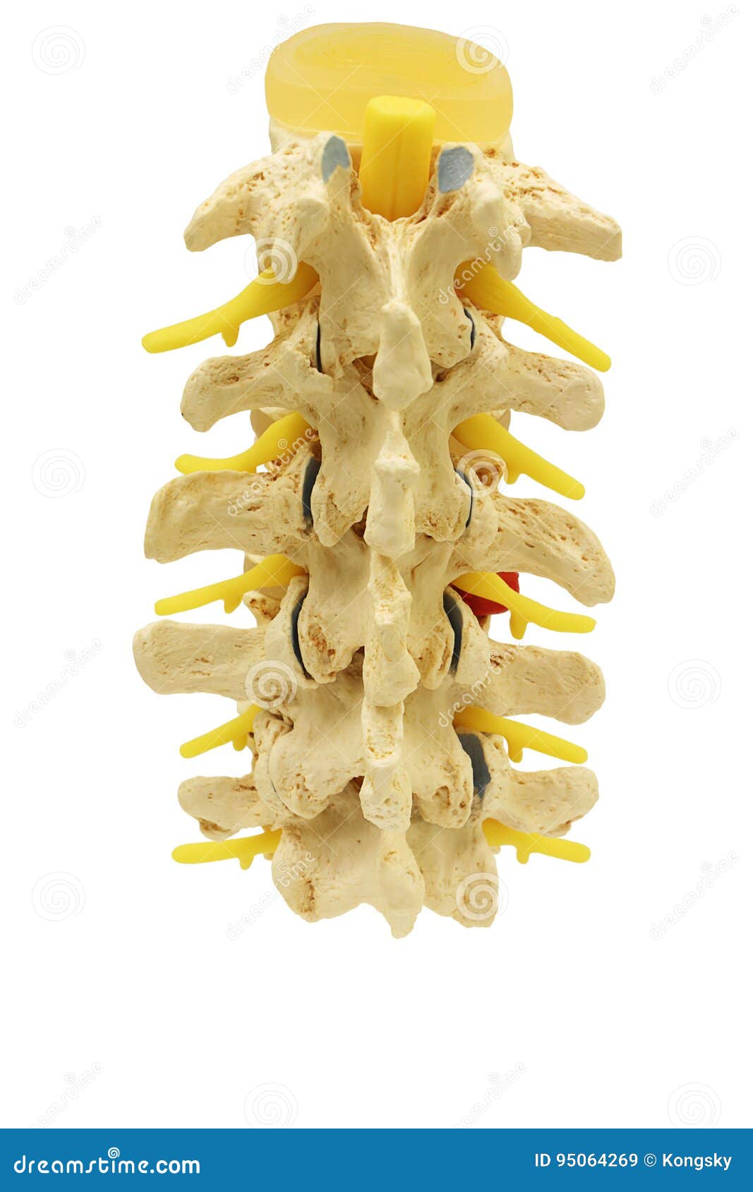 nerve study on back nerve study on back