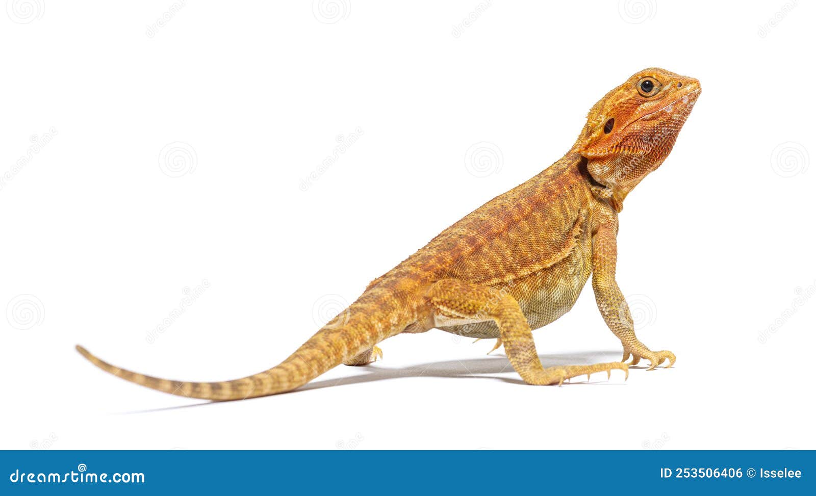 back view of a pogona looking up, agame barbu