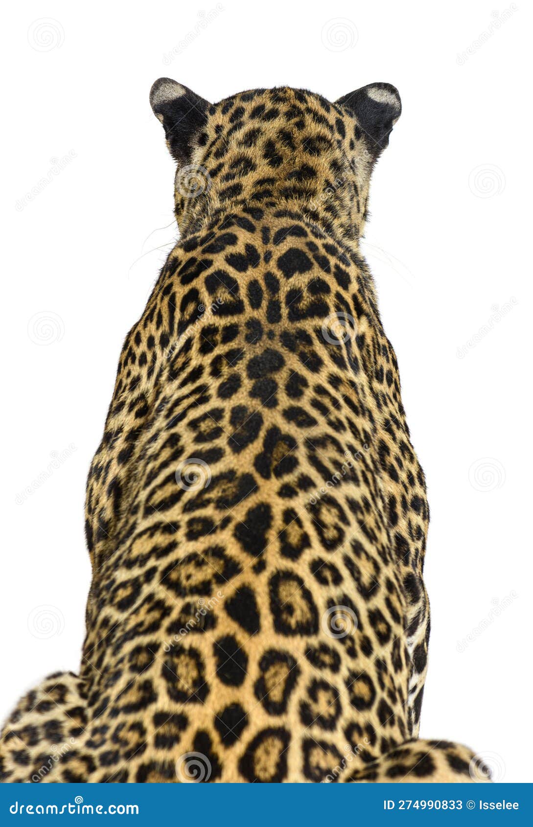 Back View of a Spotted Leopard Looking Ahead, Isolated on White Stock