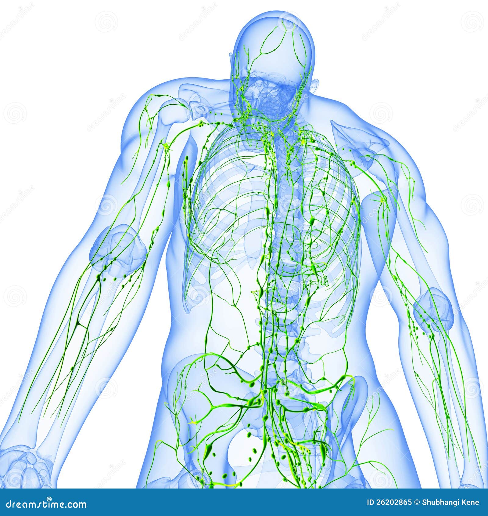 Back View Of Transparent Lymphatic System Stock Illustration Image